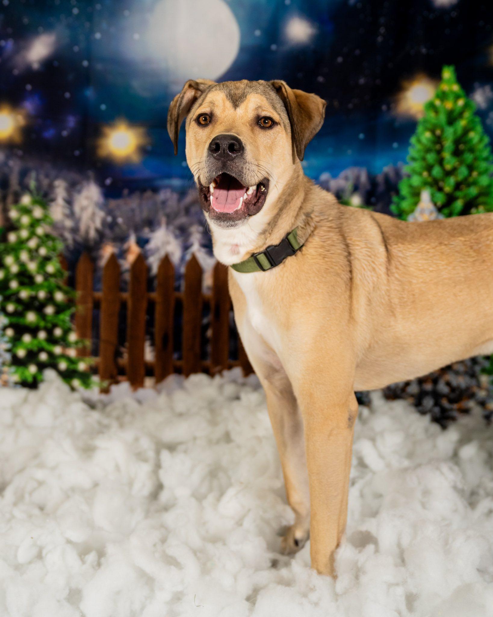 Cooper, a Adoptable mixed breed in Dellslow, WV image 2/6