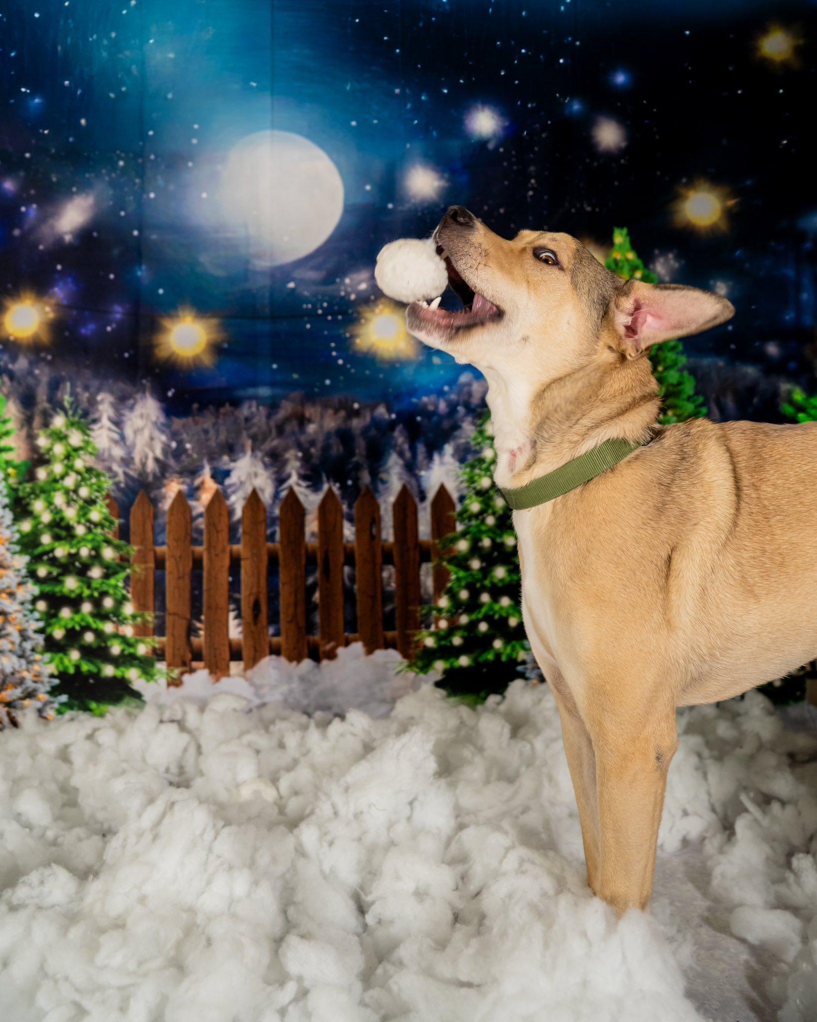 Cooper, a Adoptable mixed breed in Dellslow, WV image 3/6