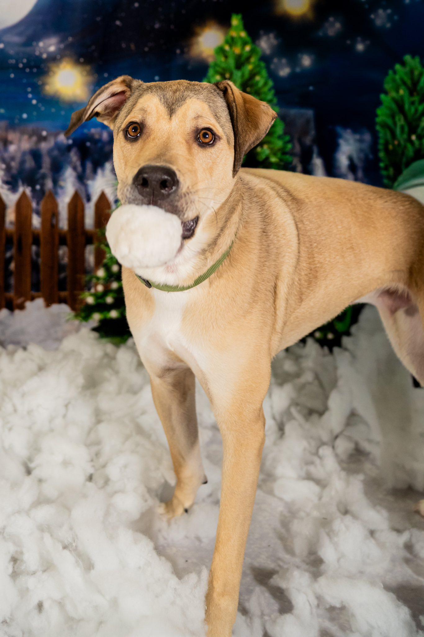 Cooper, a Adoptable mixed breed in Dellslow, WV image 4/6