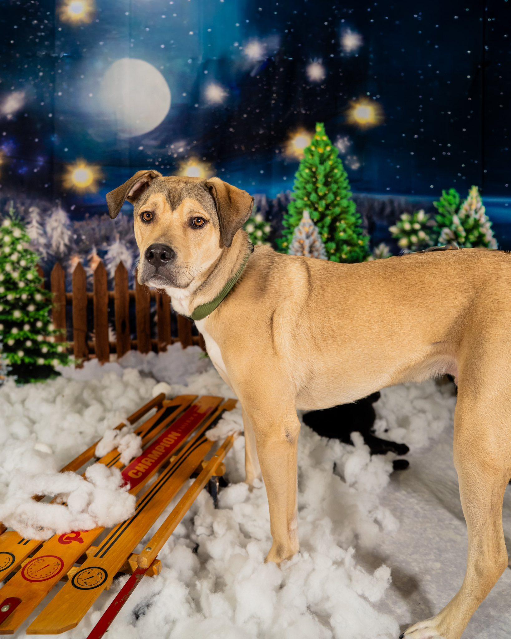Cooper, a Adoptable mixed breed in Dellslow, WV image 5/6