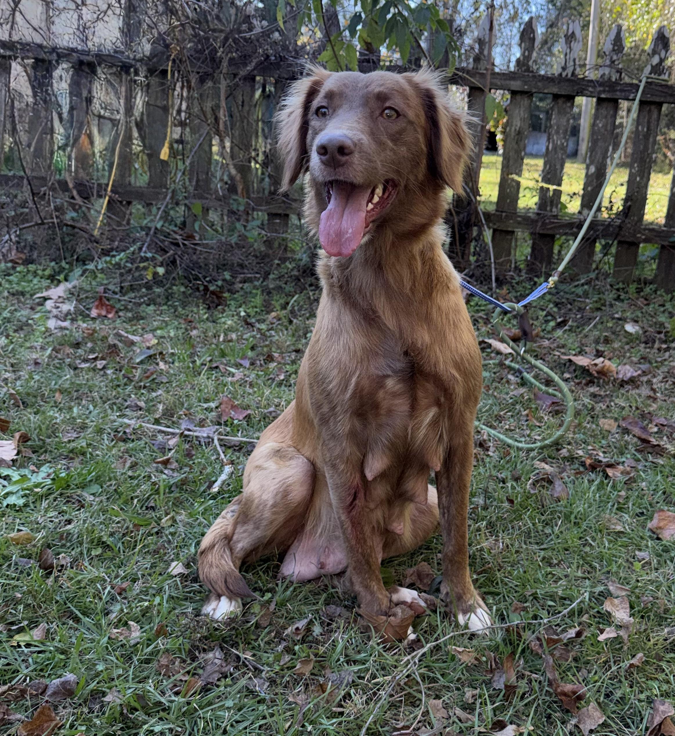 Enlarge Ashley, an adopted mixed breed in Fairhope, AL image 2/2