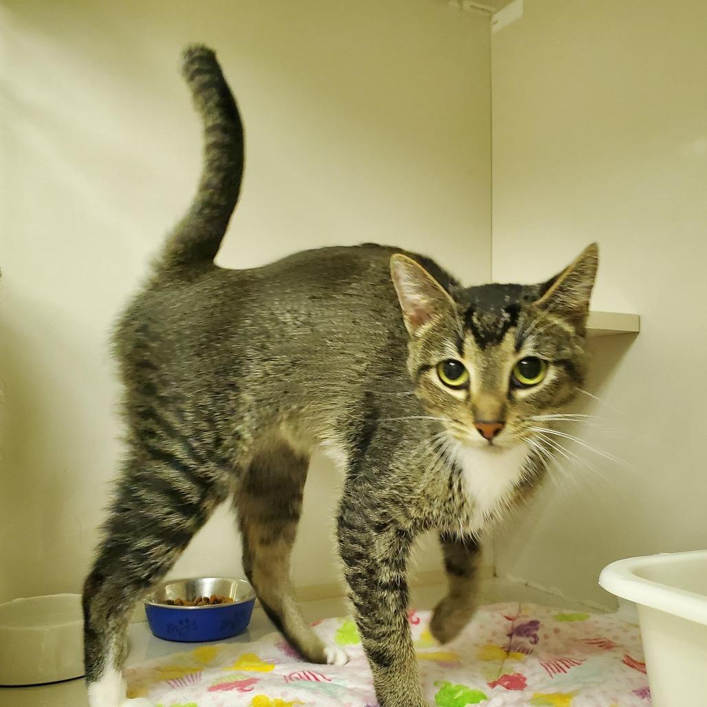 Juno, Adoptable, Adult Female Domestic Short Hair.