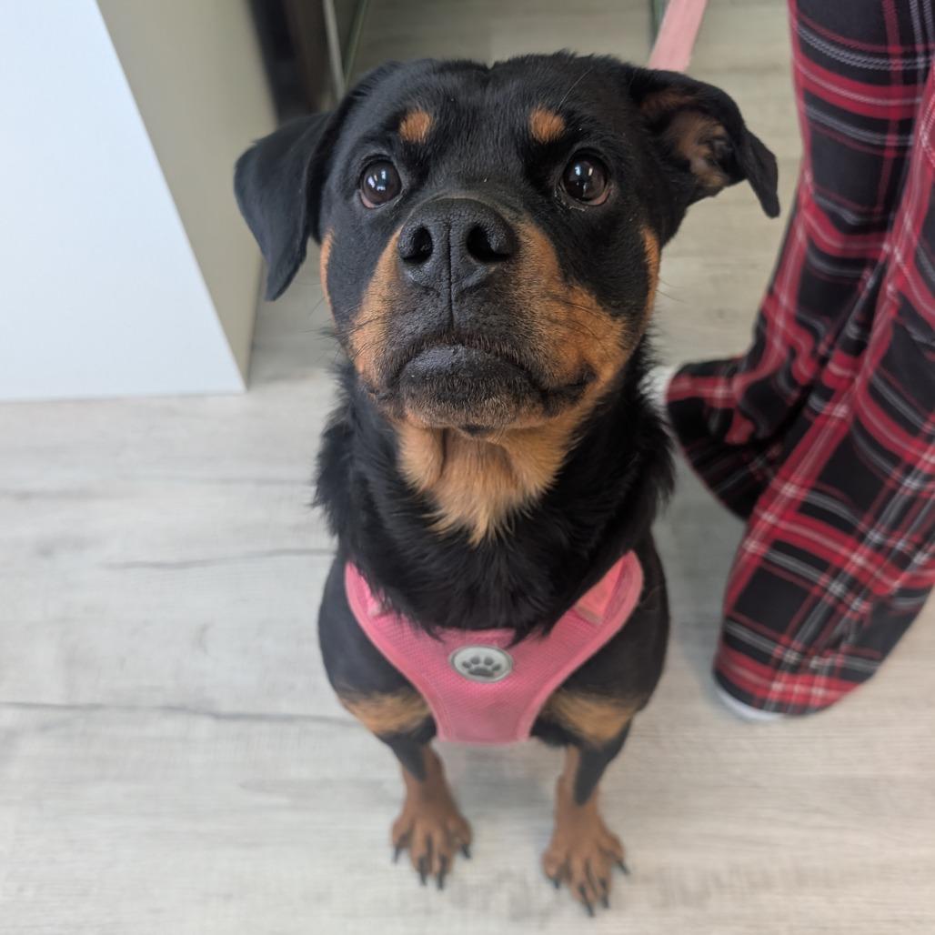Enlarge Daenerys, a Adoptable Rottweiler in Emporia, KS image 1/2