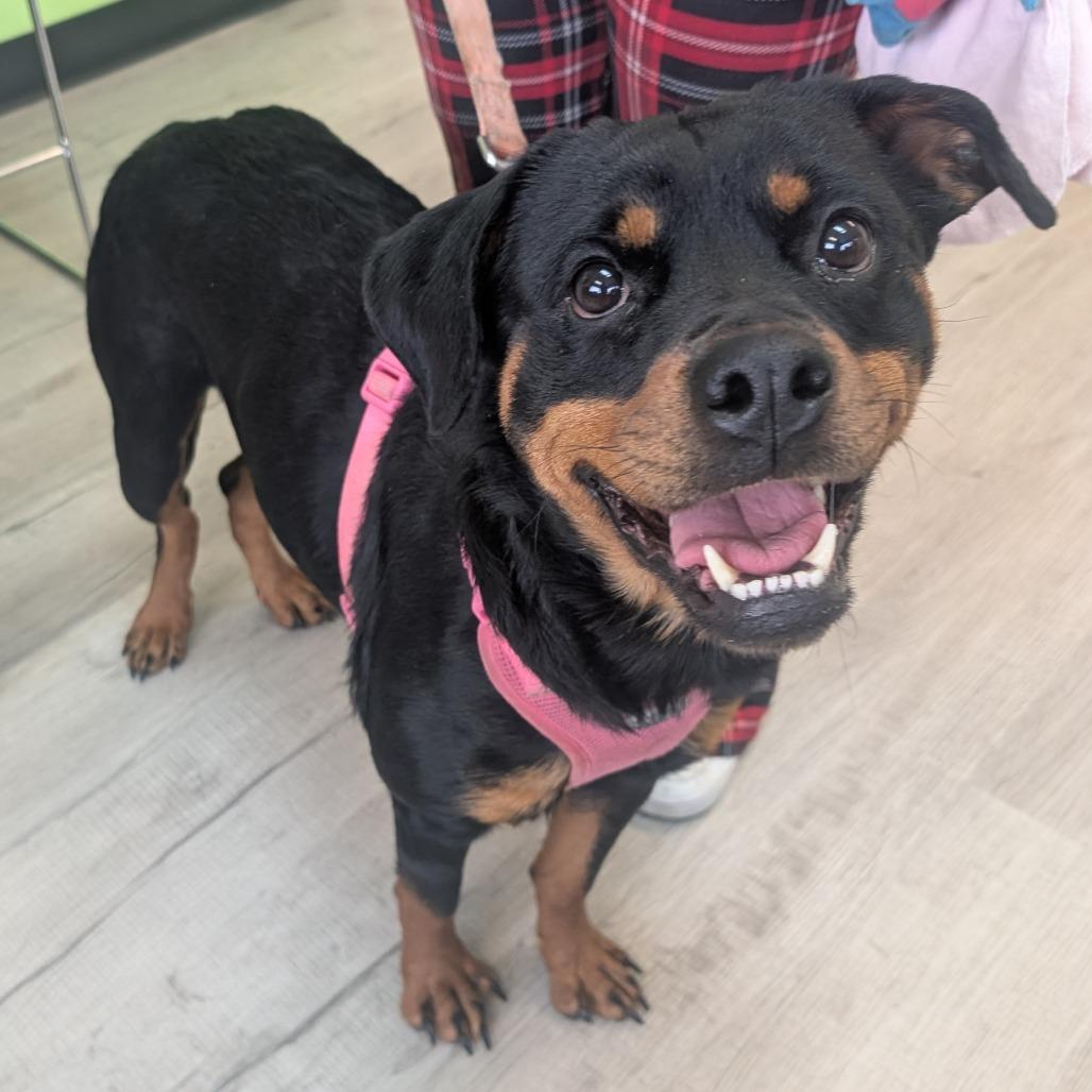 Enlarge Daenerys, a Adoptable Rottweiler in Emporia, KS image 2/2