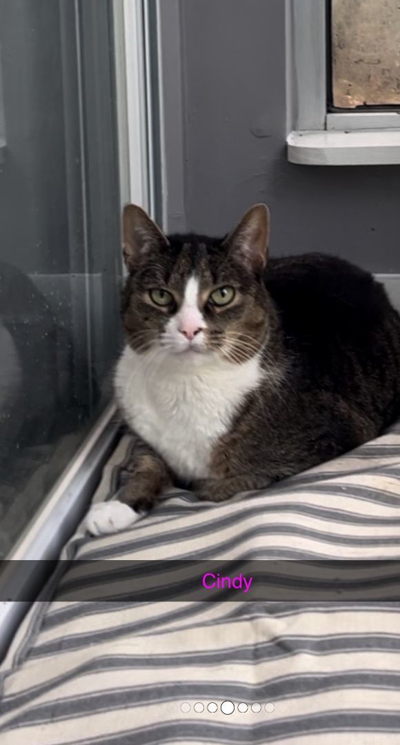 Enlarge Cindy, a Adoptable Domestic Short Hair in Westfield, NJ image 1/1