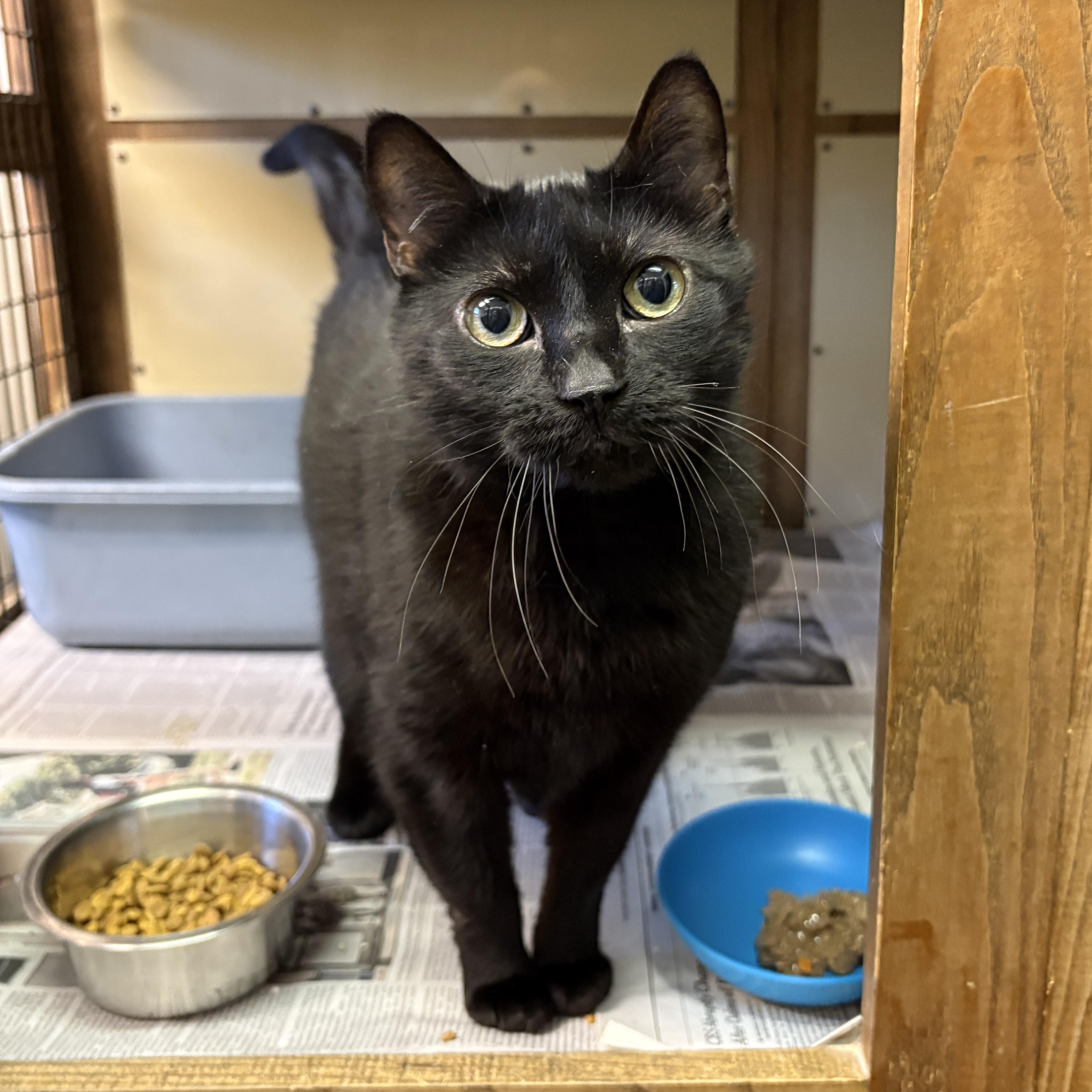 Enlarge Cleo, a ADOPTABLE Domestic Short Hair in Beacon, NY image 1/5