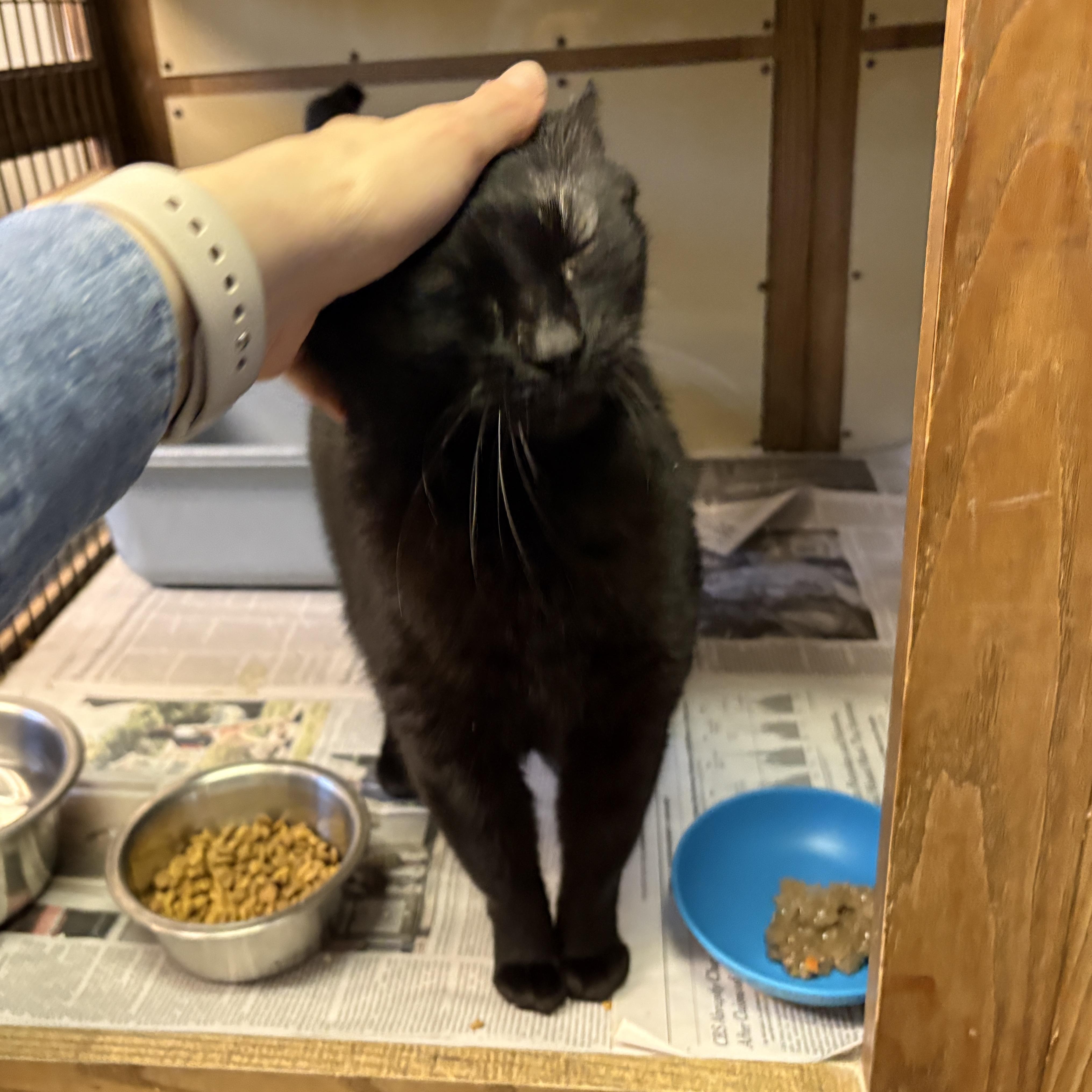 Enlarge Cleo, a ADOPTABLE Domestic Short Hair in Beacon, NY image 2/5