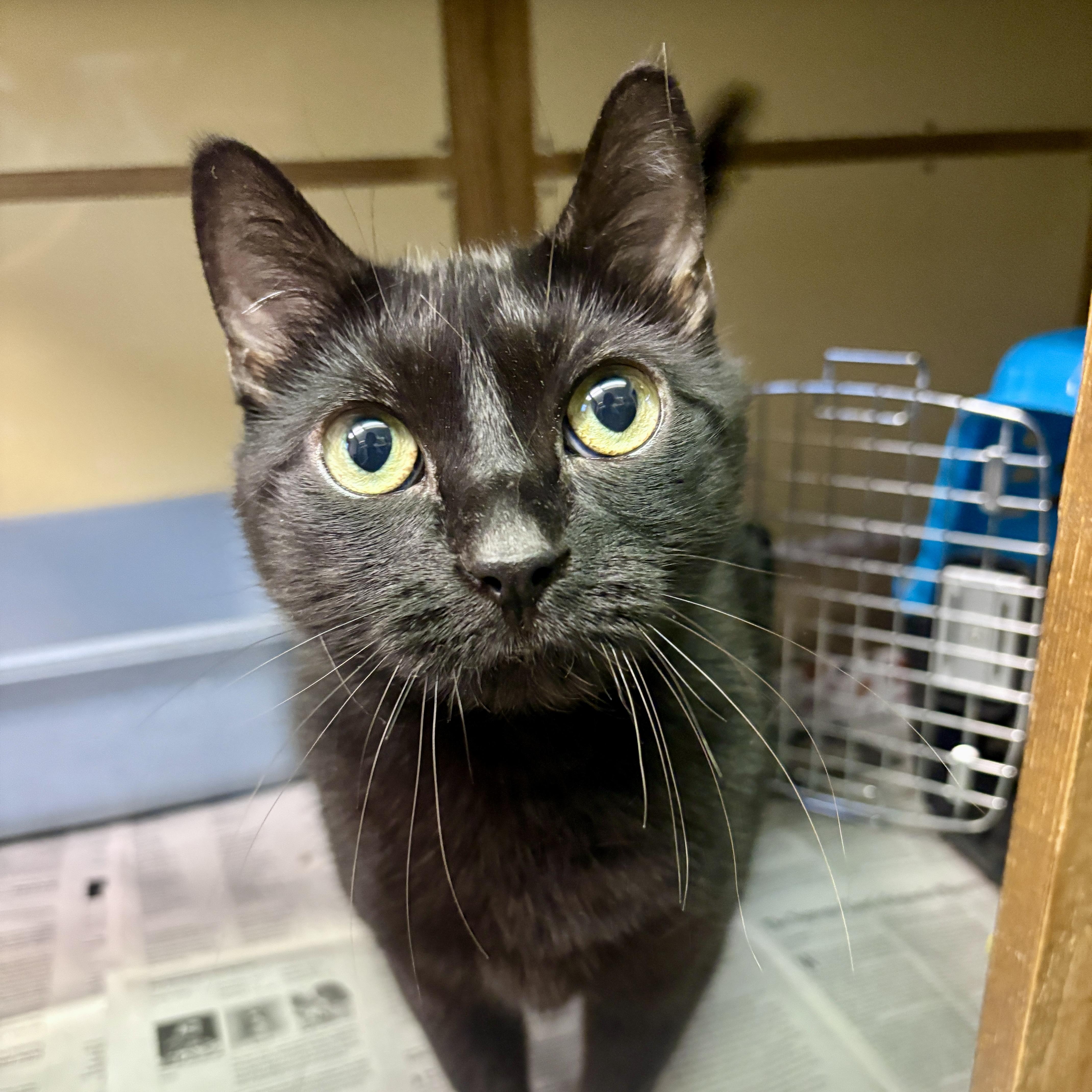 Enlarge Cleo, a ADOPTABLE Domestic Short Hair in Beacon, NY image 5/5