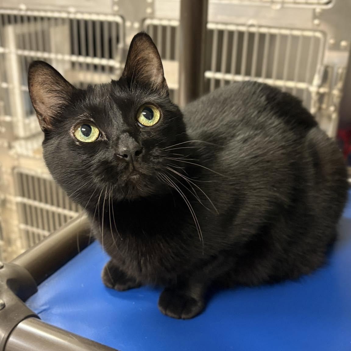 Cleo, ADOPTABLE, Adult Female Domestic Short Hair.