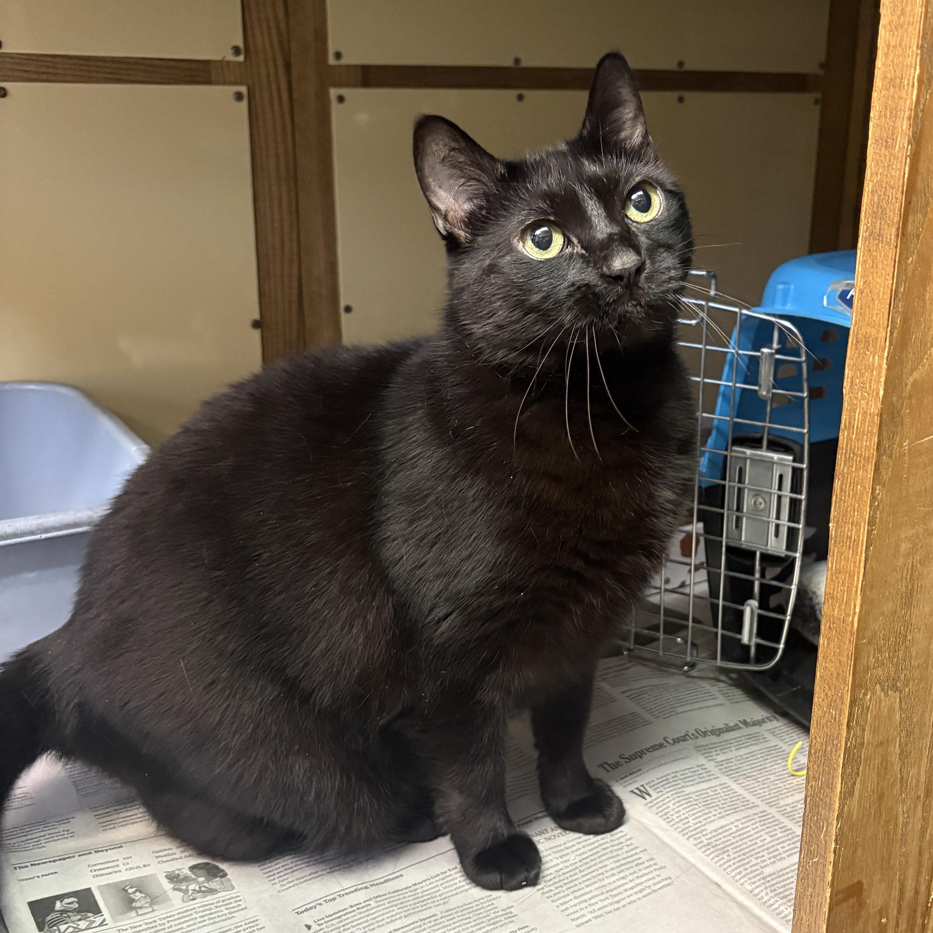 Enlarge Cleo, a ADOPTABLE Domestic Short Hair in Beacon, NY image 4/5