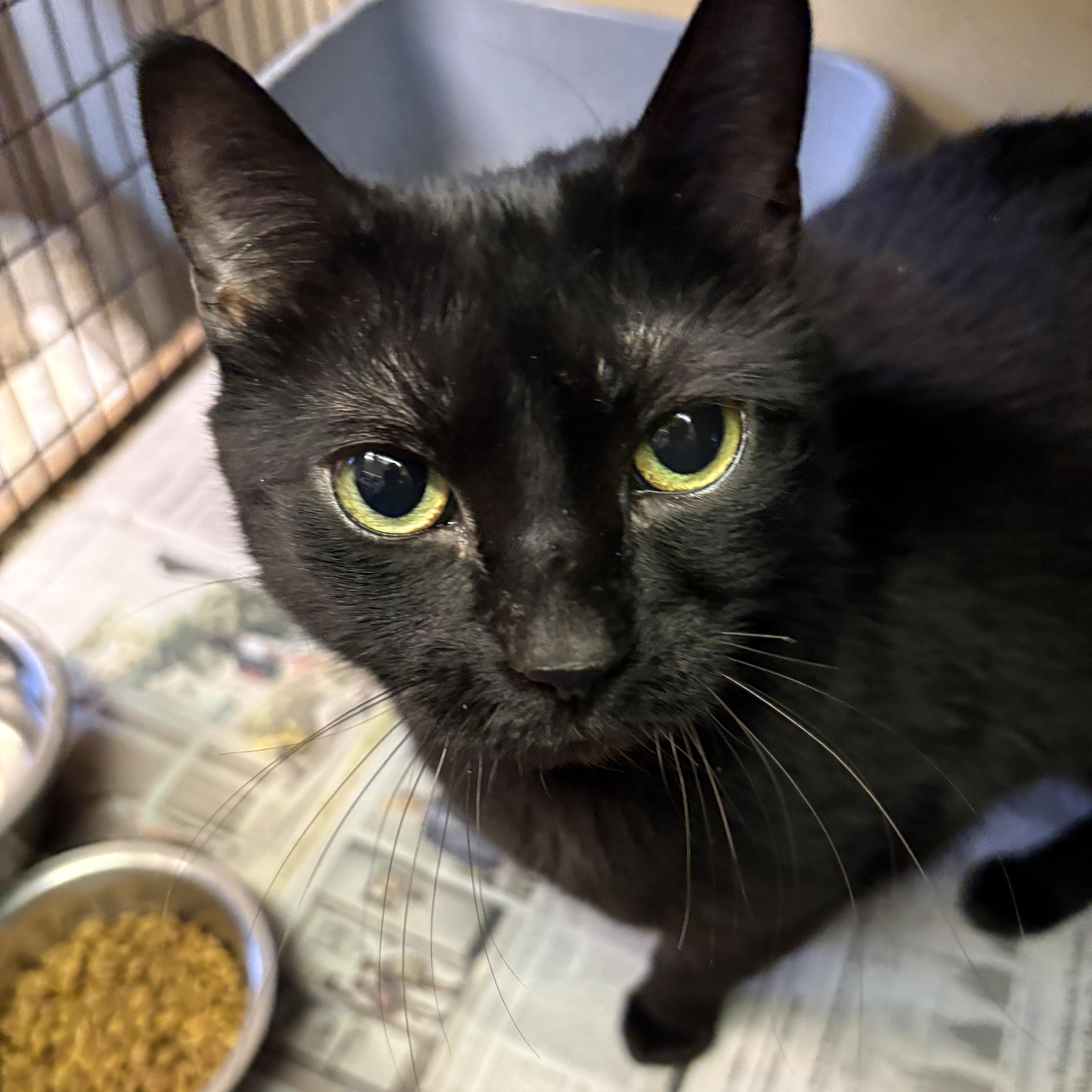 Enlarge Cleo, a ADOPTABLE Domestic Short Hair in Beacon, NY image 3/5