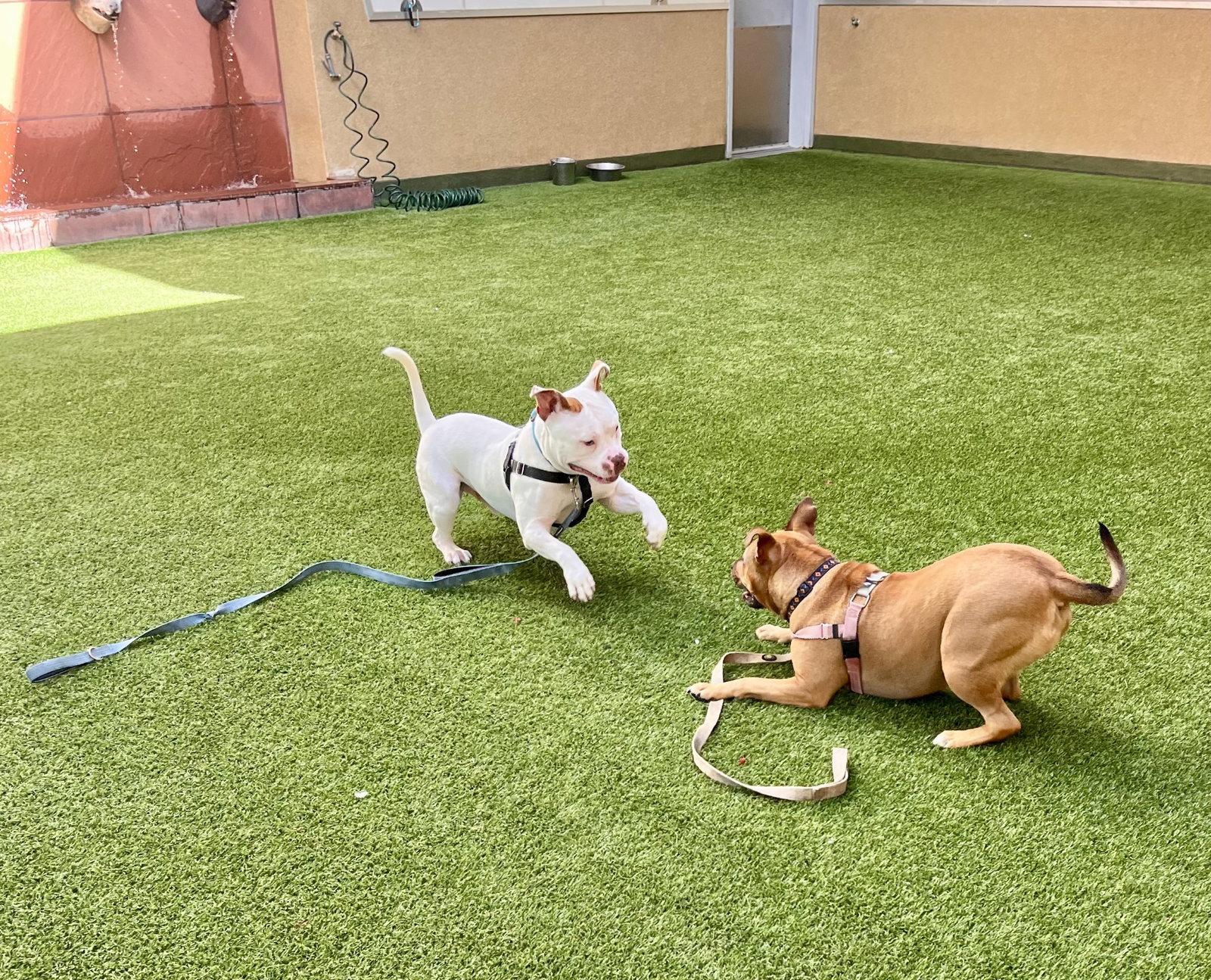 Miklo, a Adoptable Pit Bull Terrier in Burlingame, CA image 1/3