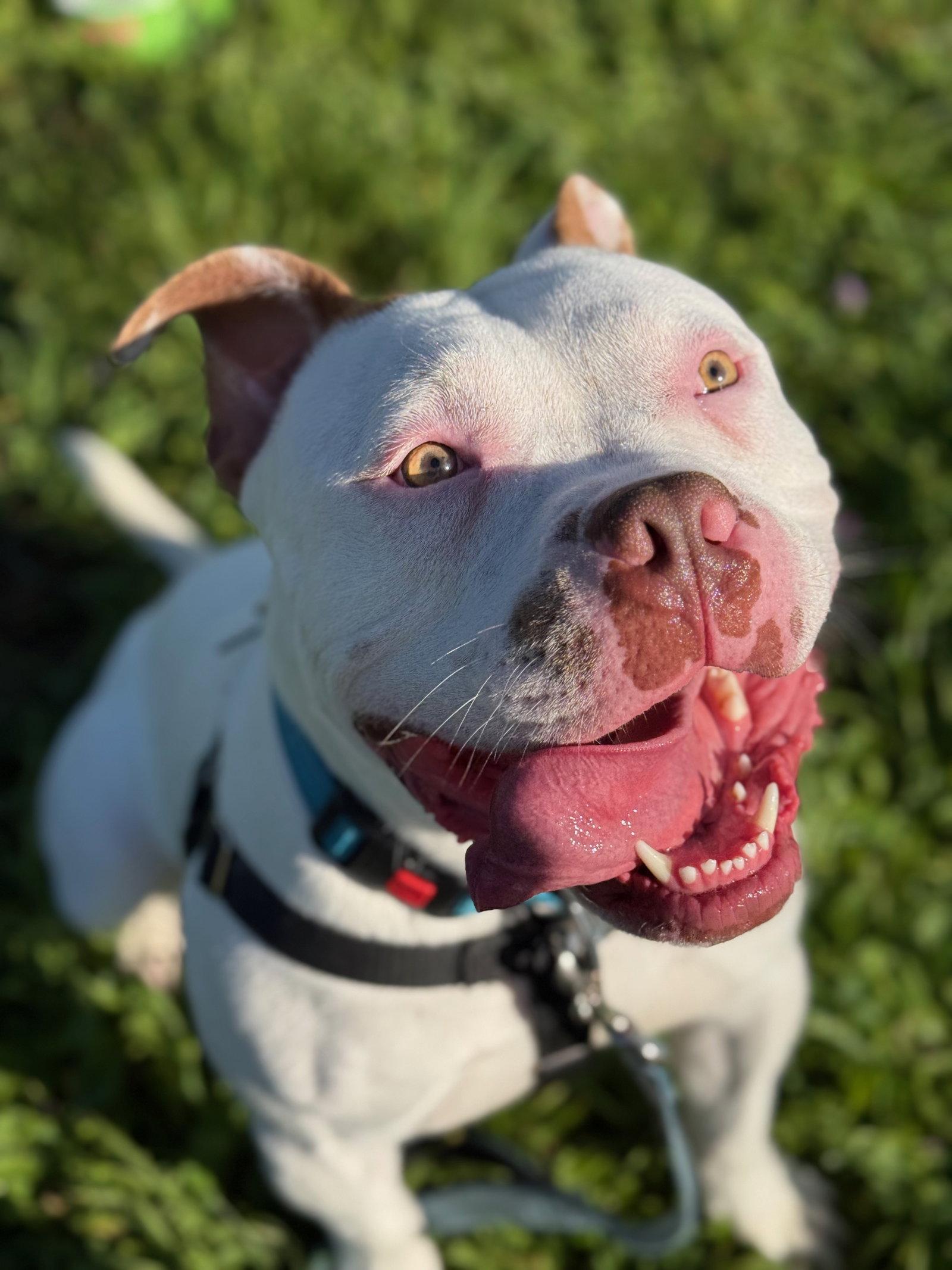 Miklo, Adoptable, Adult Male Pit Bull Terrier.