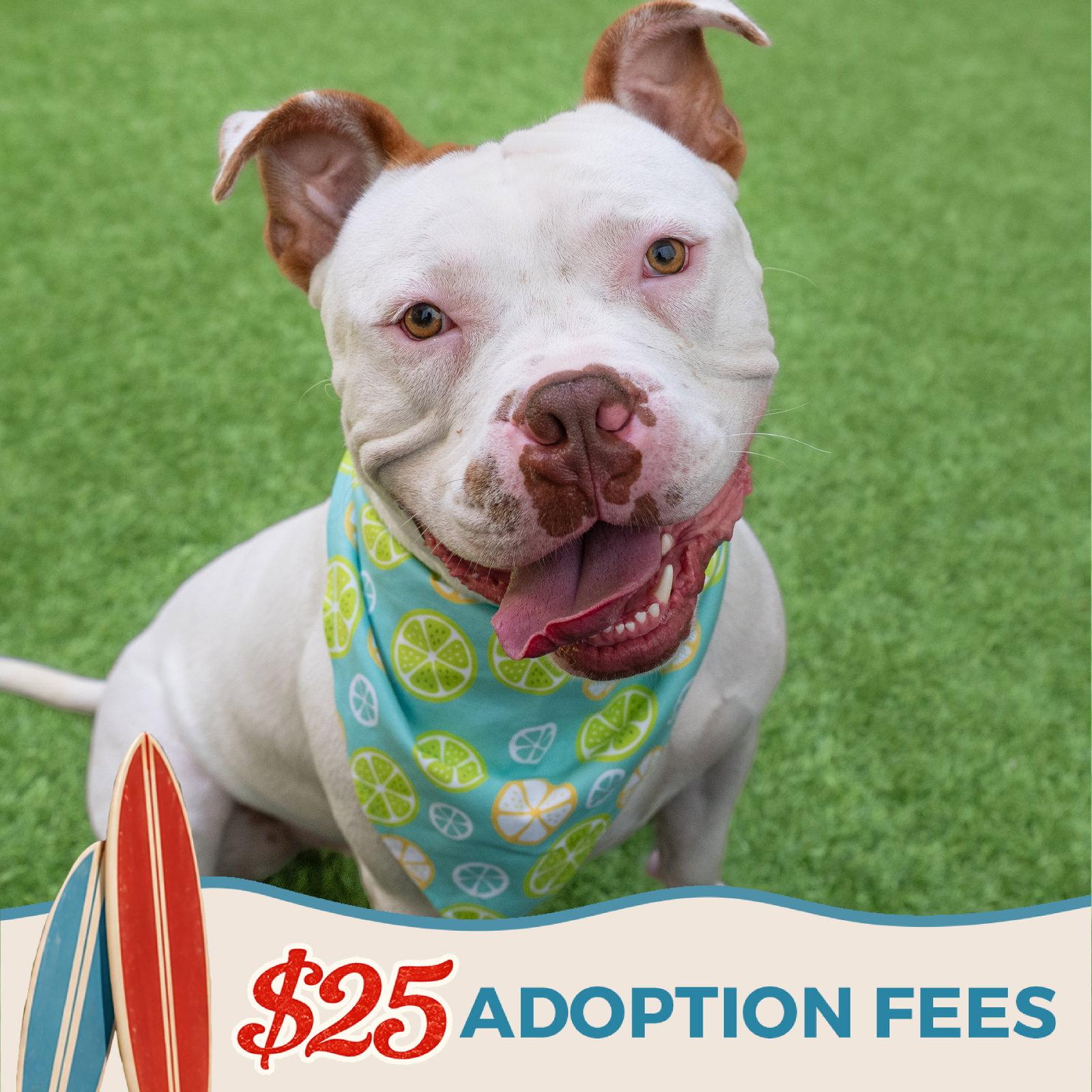 Enlarge Miklo, a Adoptable Pit Bull Terrier in Burlingame, CA image 2/3