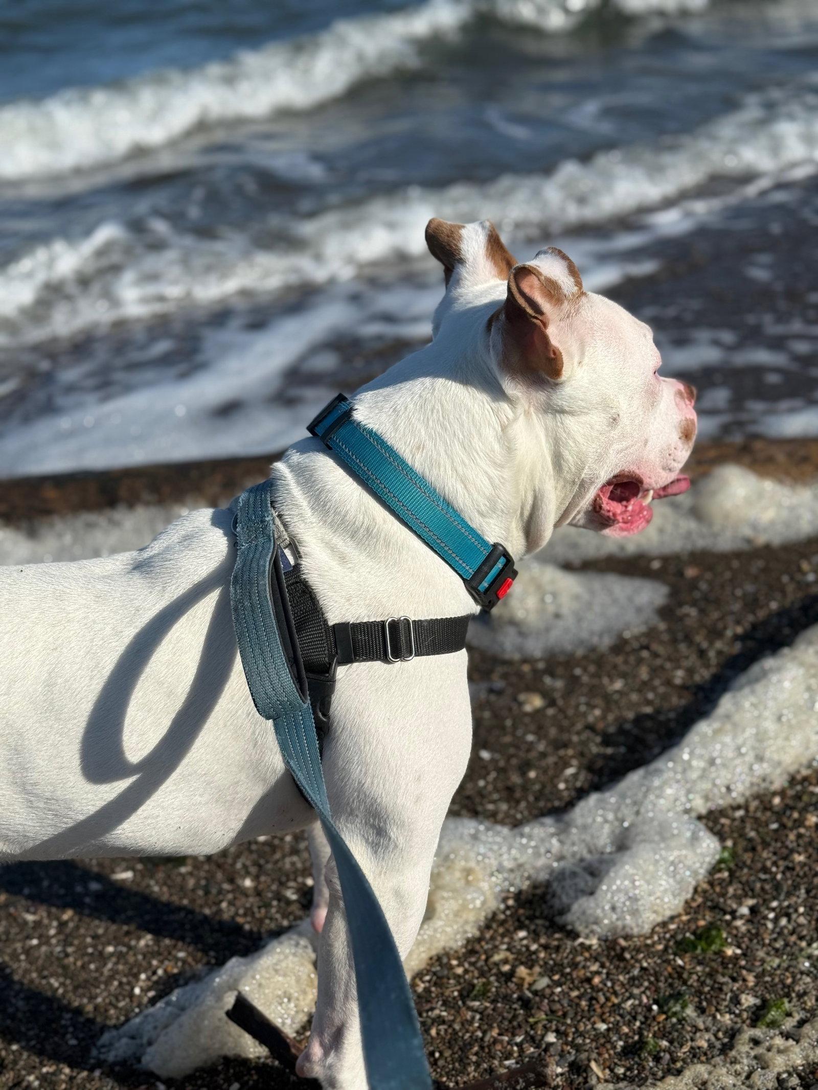 Miklo, a Adoptable Pit Bull Terrier in Burlingame, CA image 2/3
