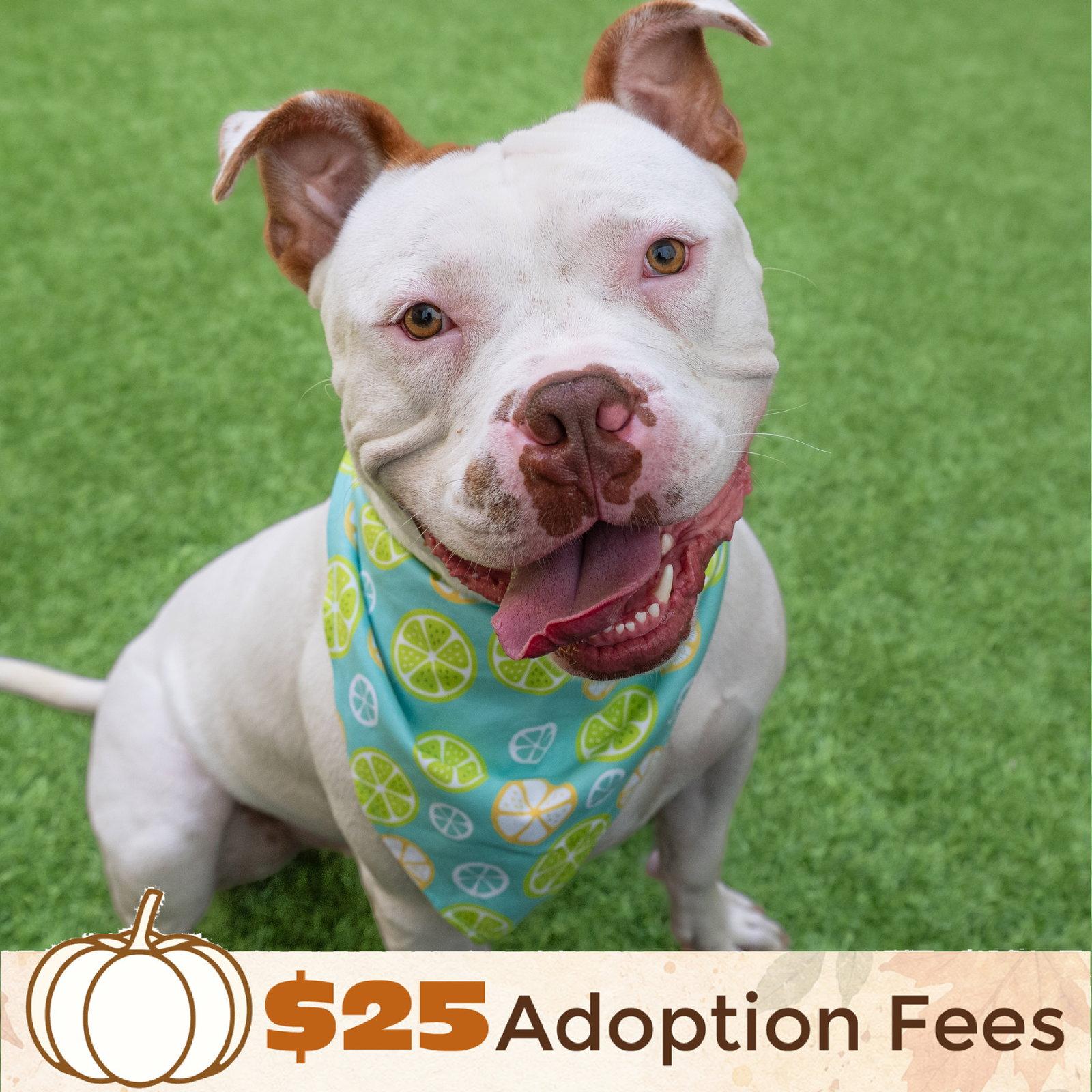 Enlarge Miklo, a Adoptable Pit Bull Terrier in Burlingame, CA image 3/3