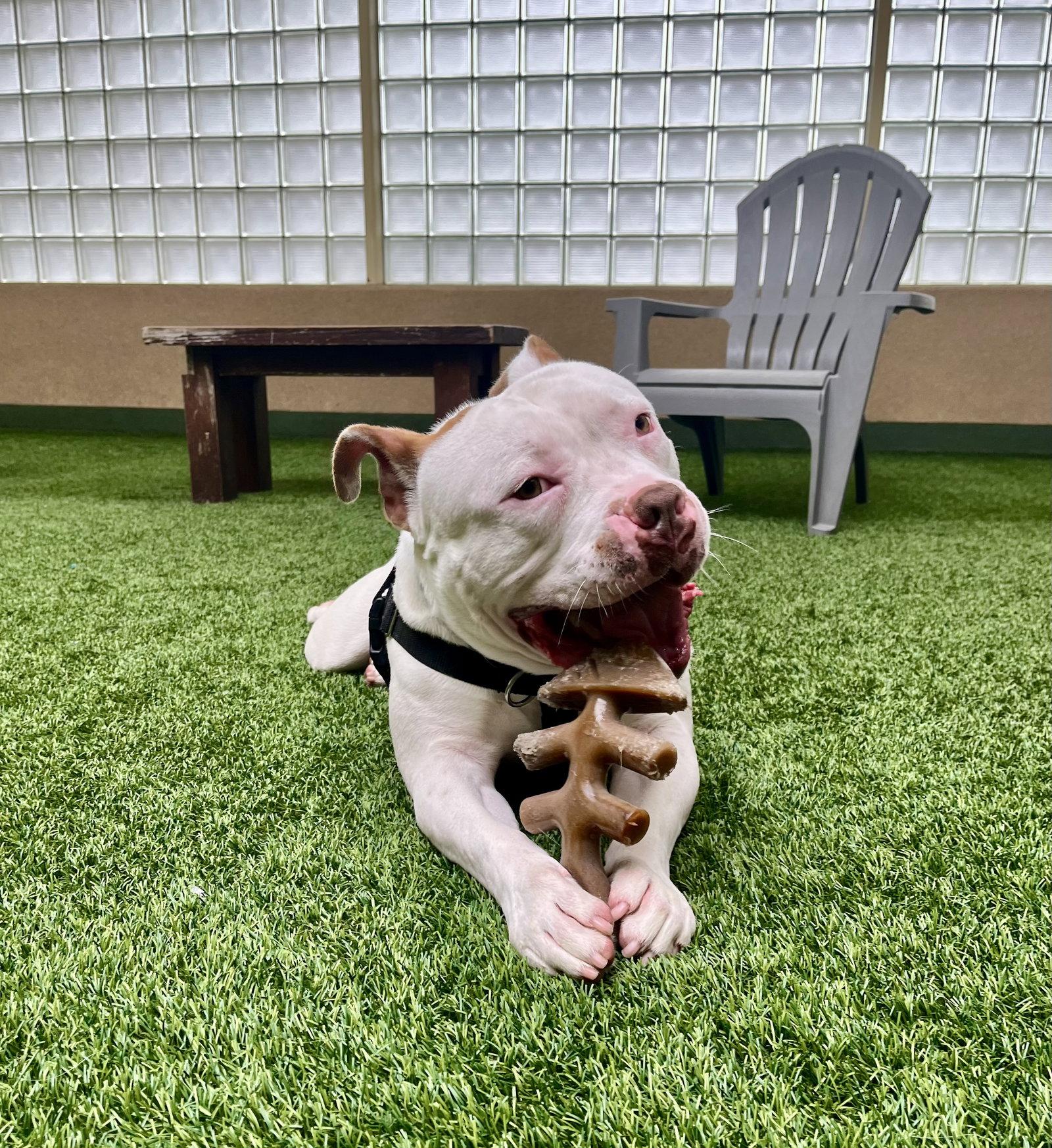 Miklo, Adoptable, Adult Male Pit Bull Terrier.