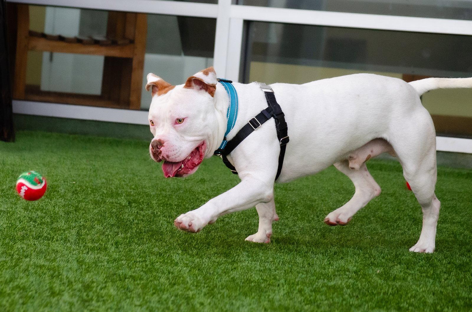 Enlarge Miklo, a Adoptable Pit Bull Terrier in Burlingame, CA image 3/3