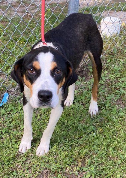 Pie, Adoptable, Adult Female Plott Hound & Mixed Breed.