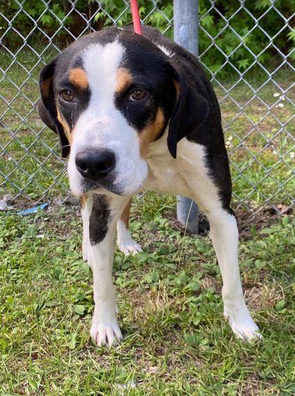 Pie, Adoptable, Adult Female Plott Hound & Mixed Breed.