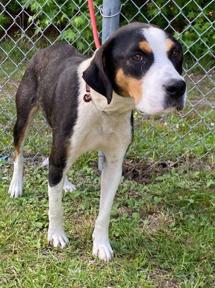 Pie, a Adoptable mixed breed in Conway, SC image 2/3