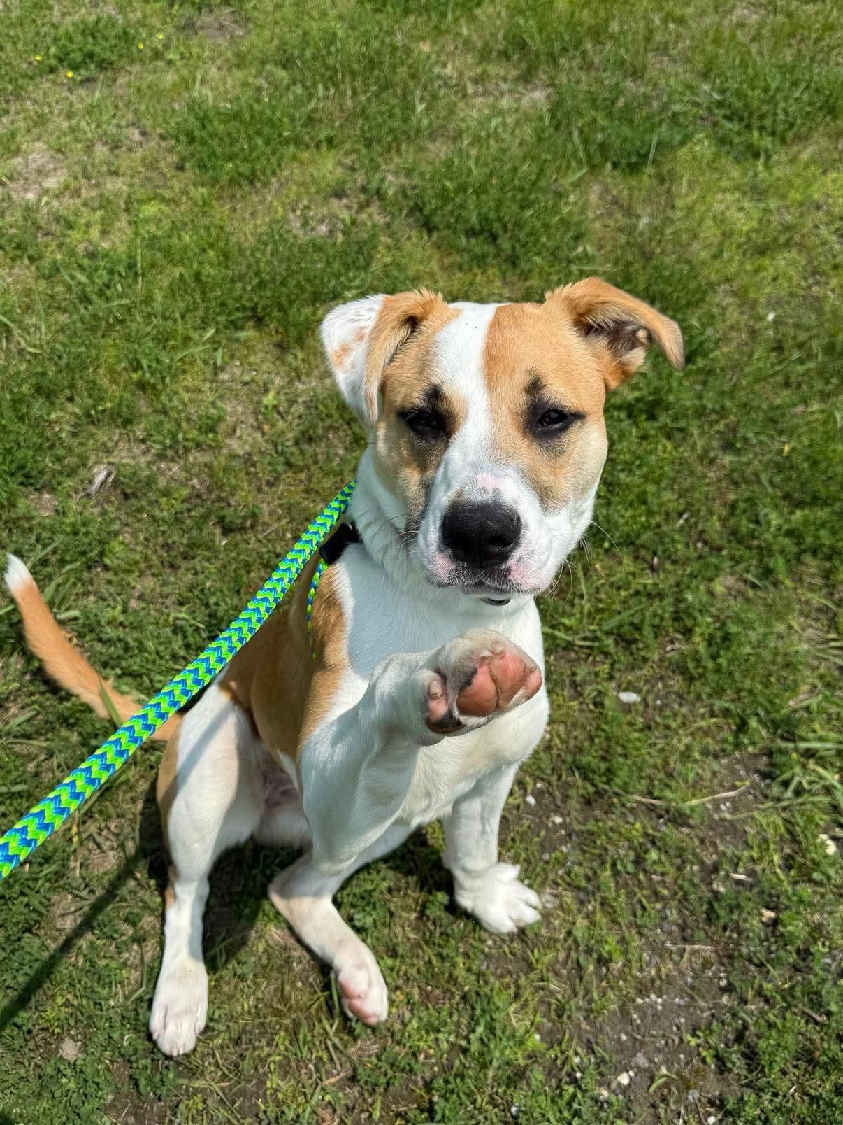 Enlarge Allie, a Adopted Mixed Breed in Lewiston, ME image 2/5