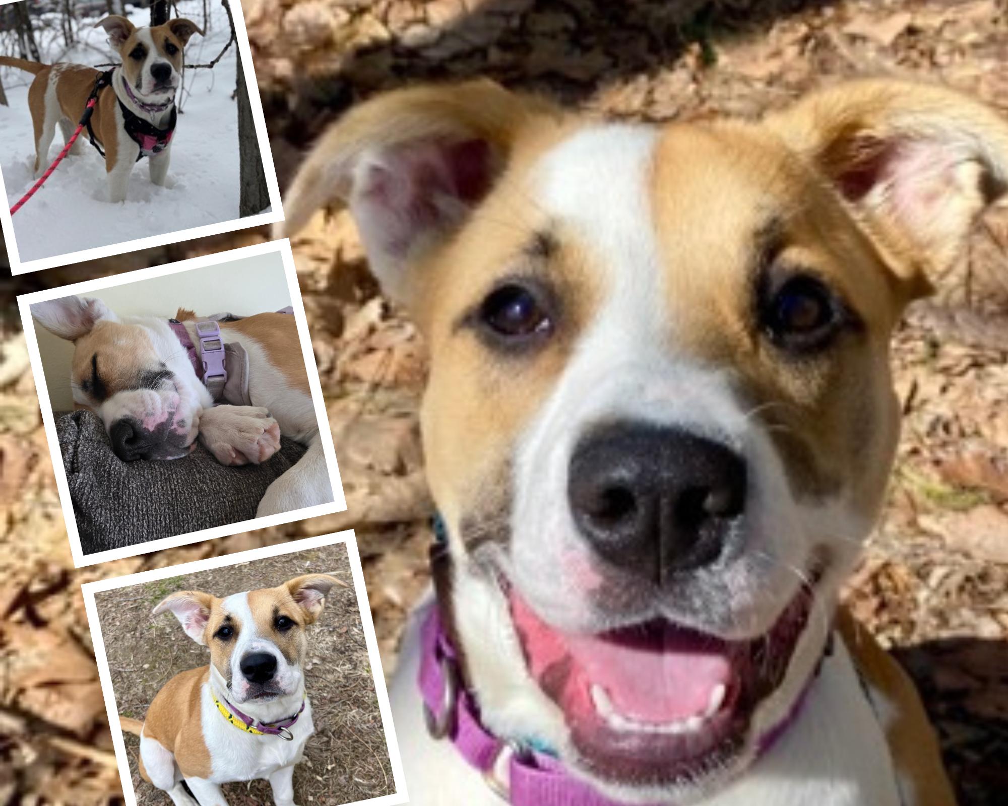 Allie, Adopted, Young Female Mixed Breed.