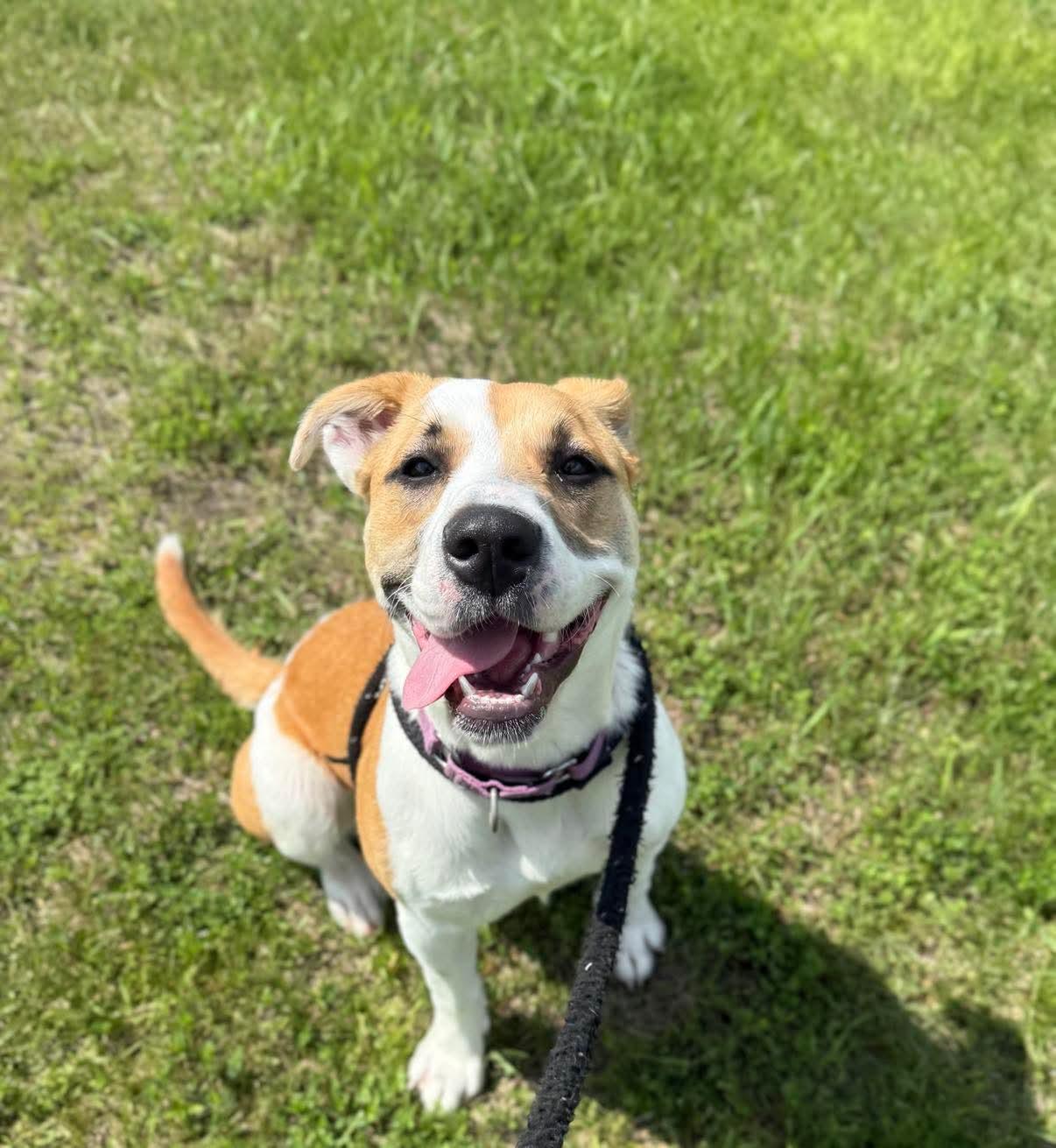 Enlarge Allie, a Adopted Mixed Breed in Lewiston, ME image 4/5