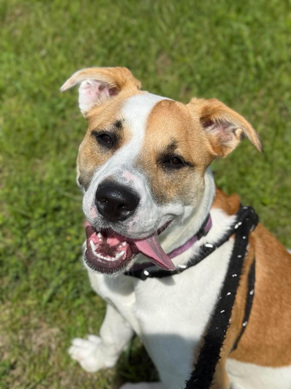 Enlarge Allie, a Adopted Mixed Breed in Lewiston, ME image 5/5