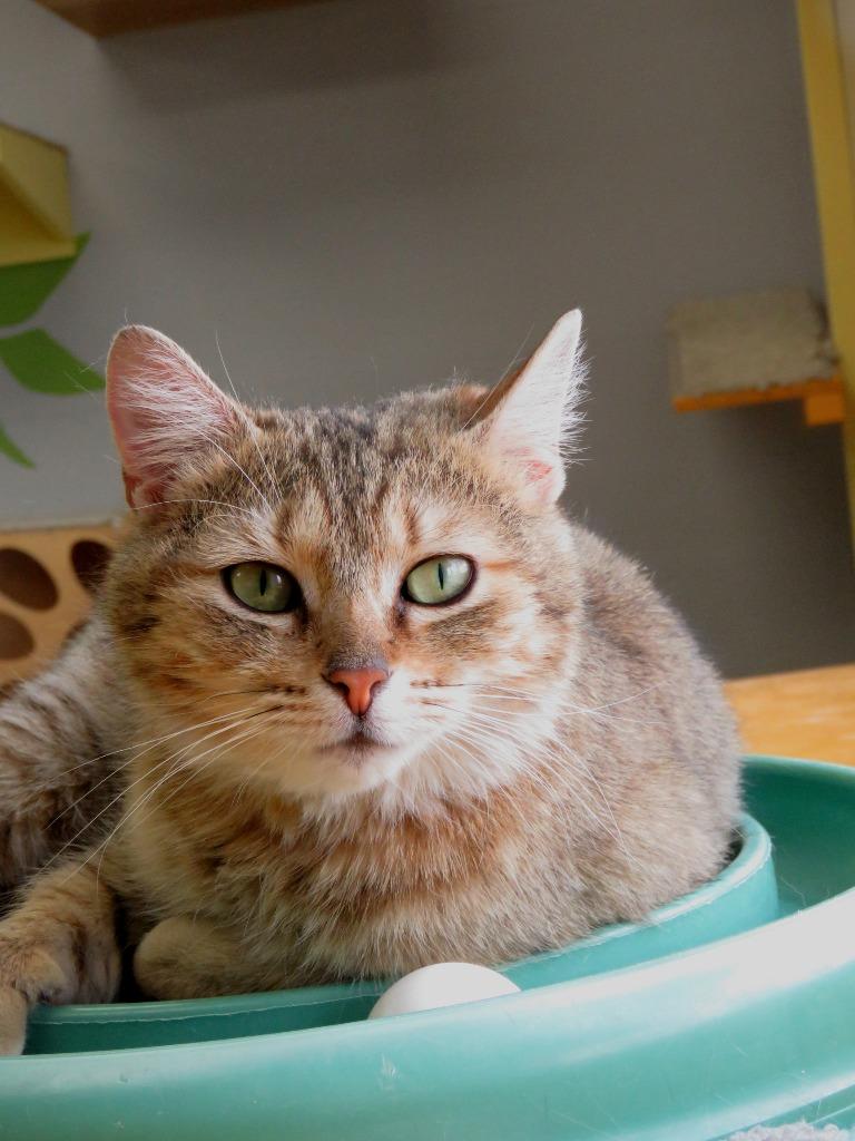 Rhodium, Adoptable, Kitten Female American Shorthair.