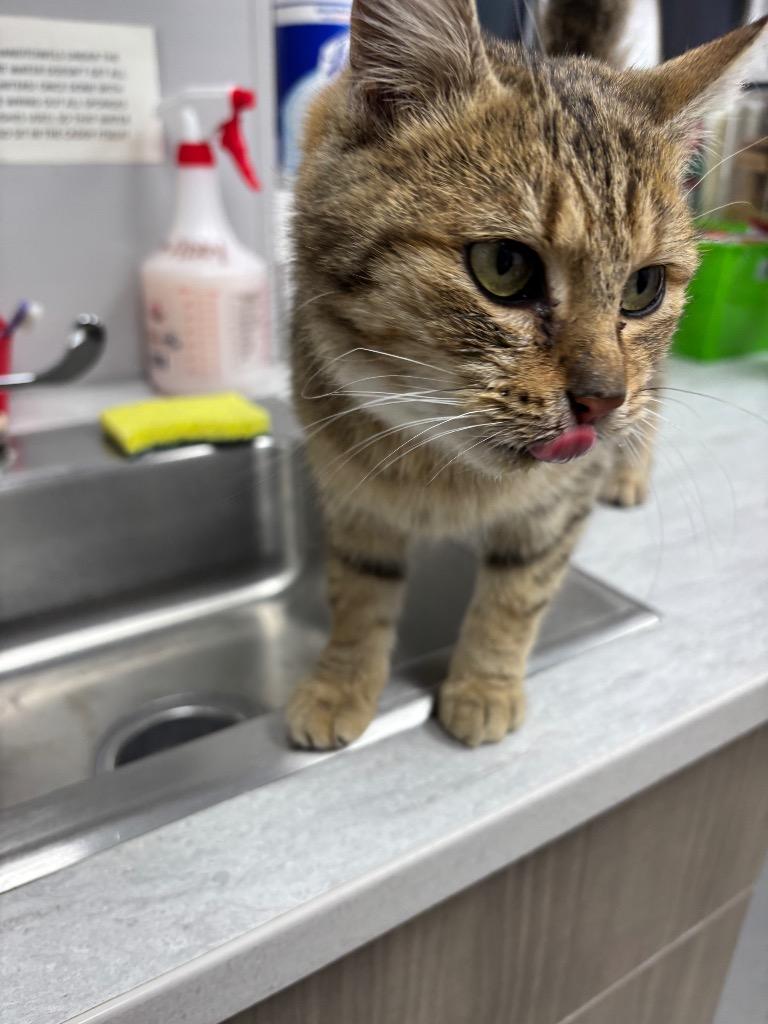 Enlarge Rhodium, a Adoptable American Shorthair in Van Wert, OH image 1/1