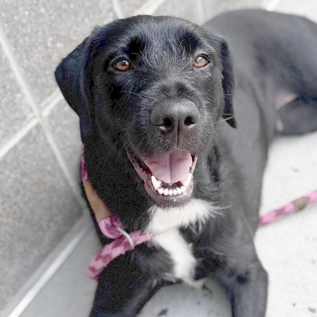 Lady, Adoptable, Adult Female Black Labrador Retriever & Terrier.