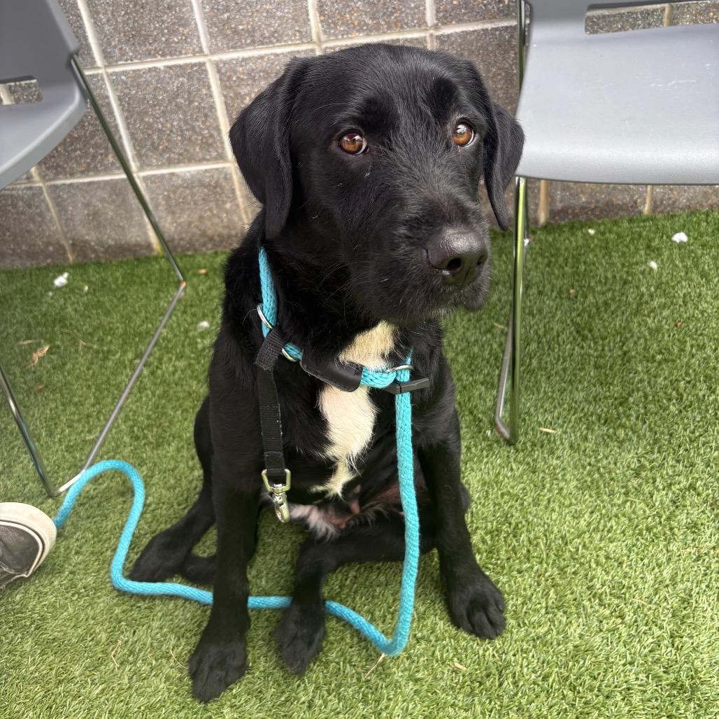Enlarge Lady, a Adoptable mixed breed in Chattanooga, TN image 3/6