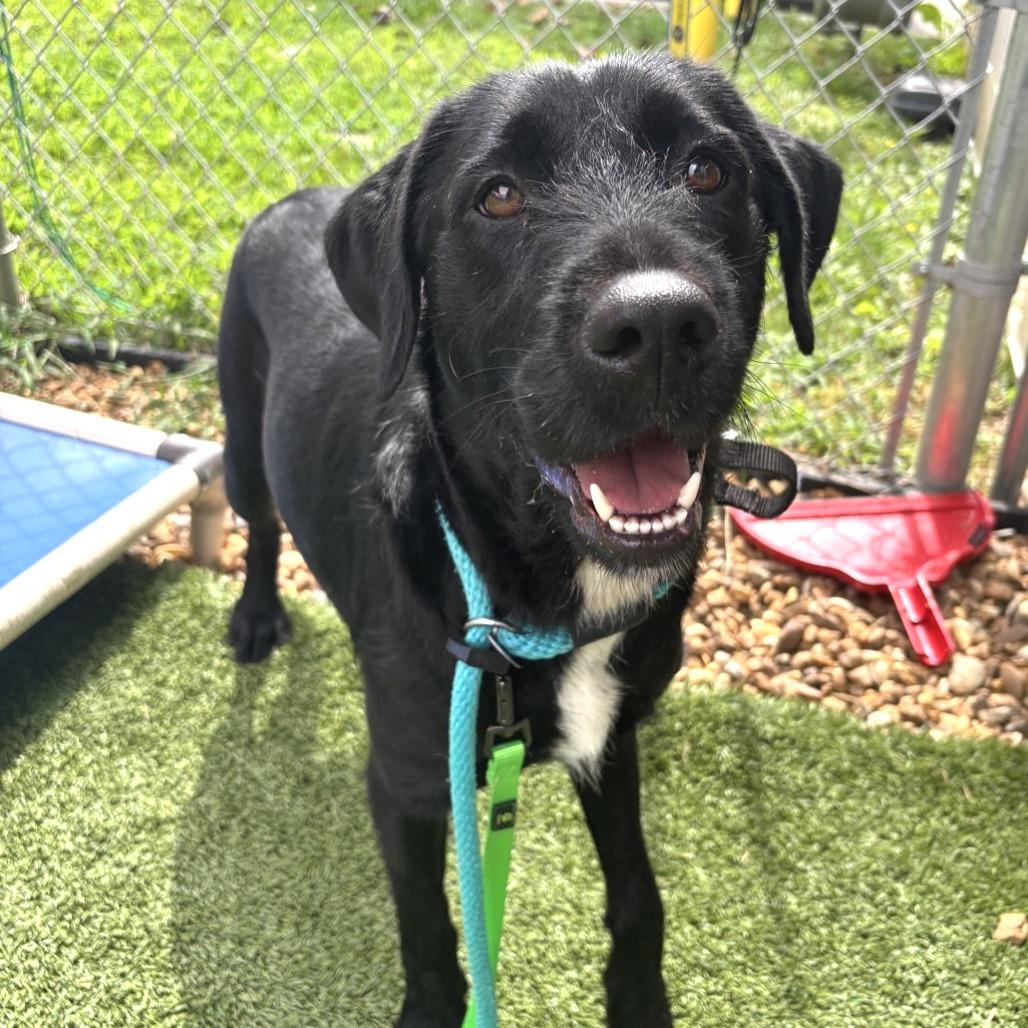 Enlarge Lady, a Adoptable mixed breed in Chattanooga, TN image 4/6