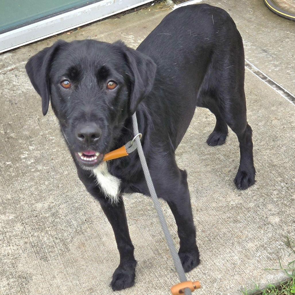 Enlarge Lady, a Adoptable mixed breed in Chattanooga, TN image 6/6