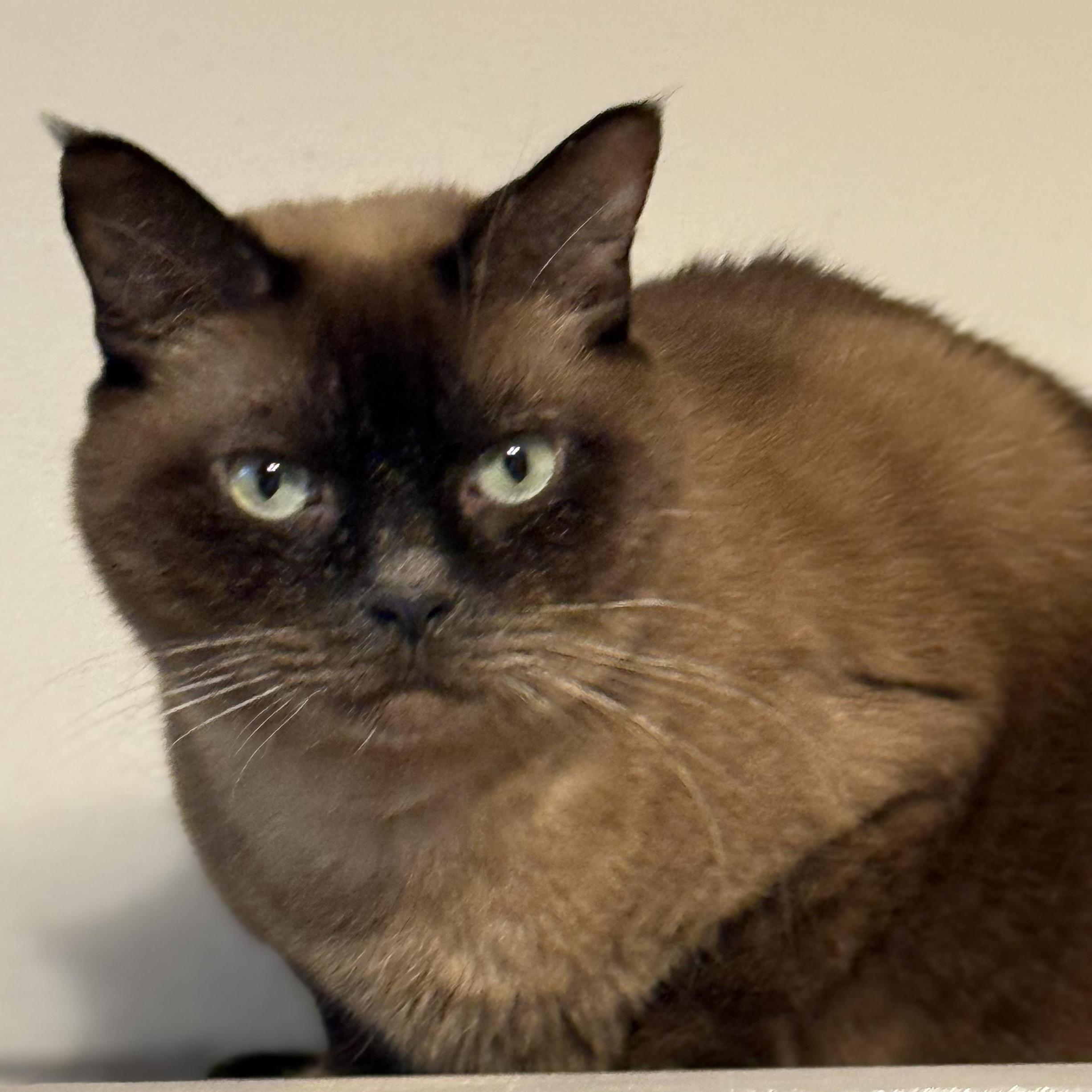 Precious, Adoptable, Adult Female Siamese & Domestic Short Hair.