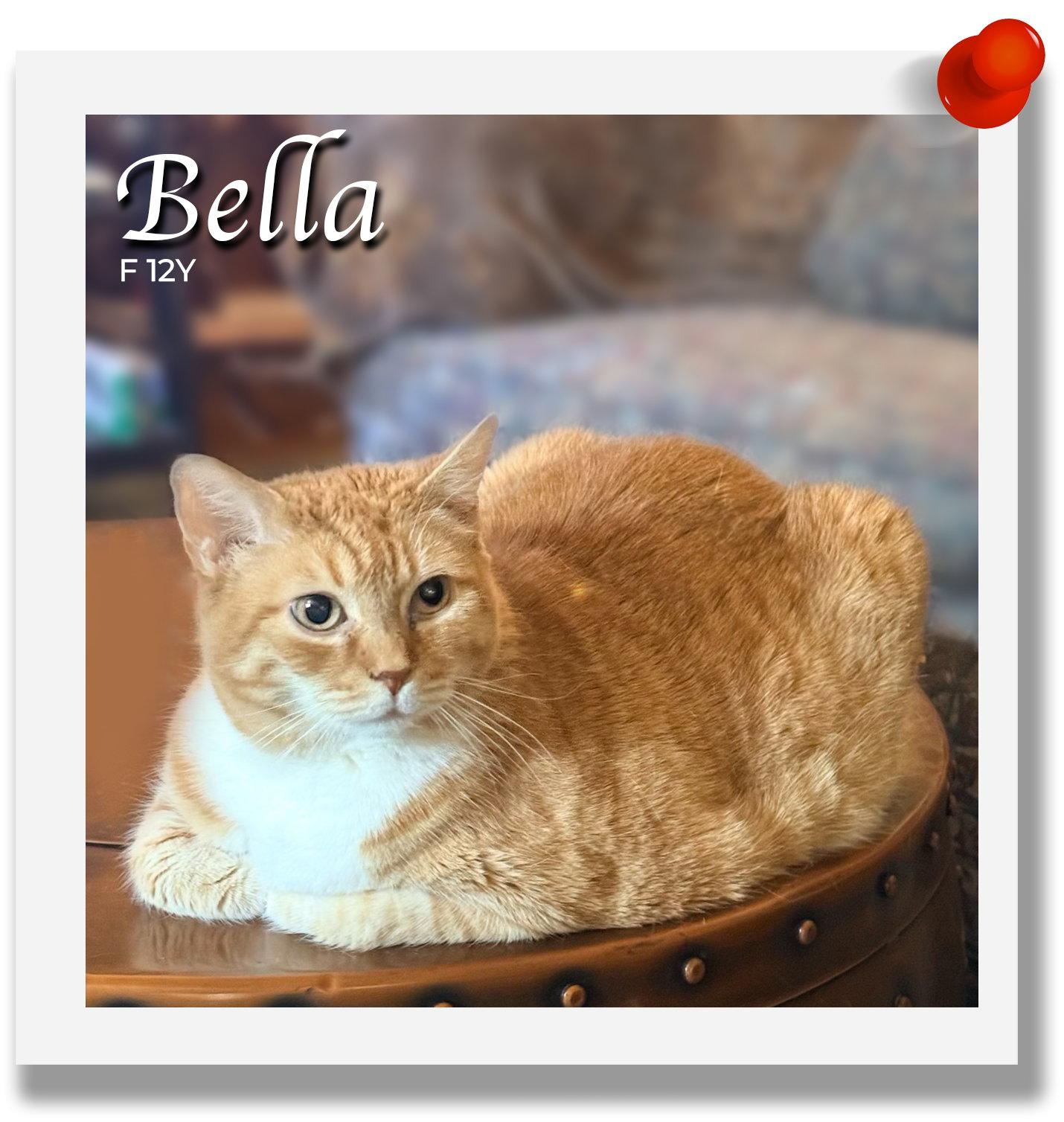 Bella, Adoptable, Senior Female Domestic Short Hair.