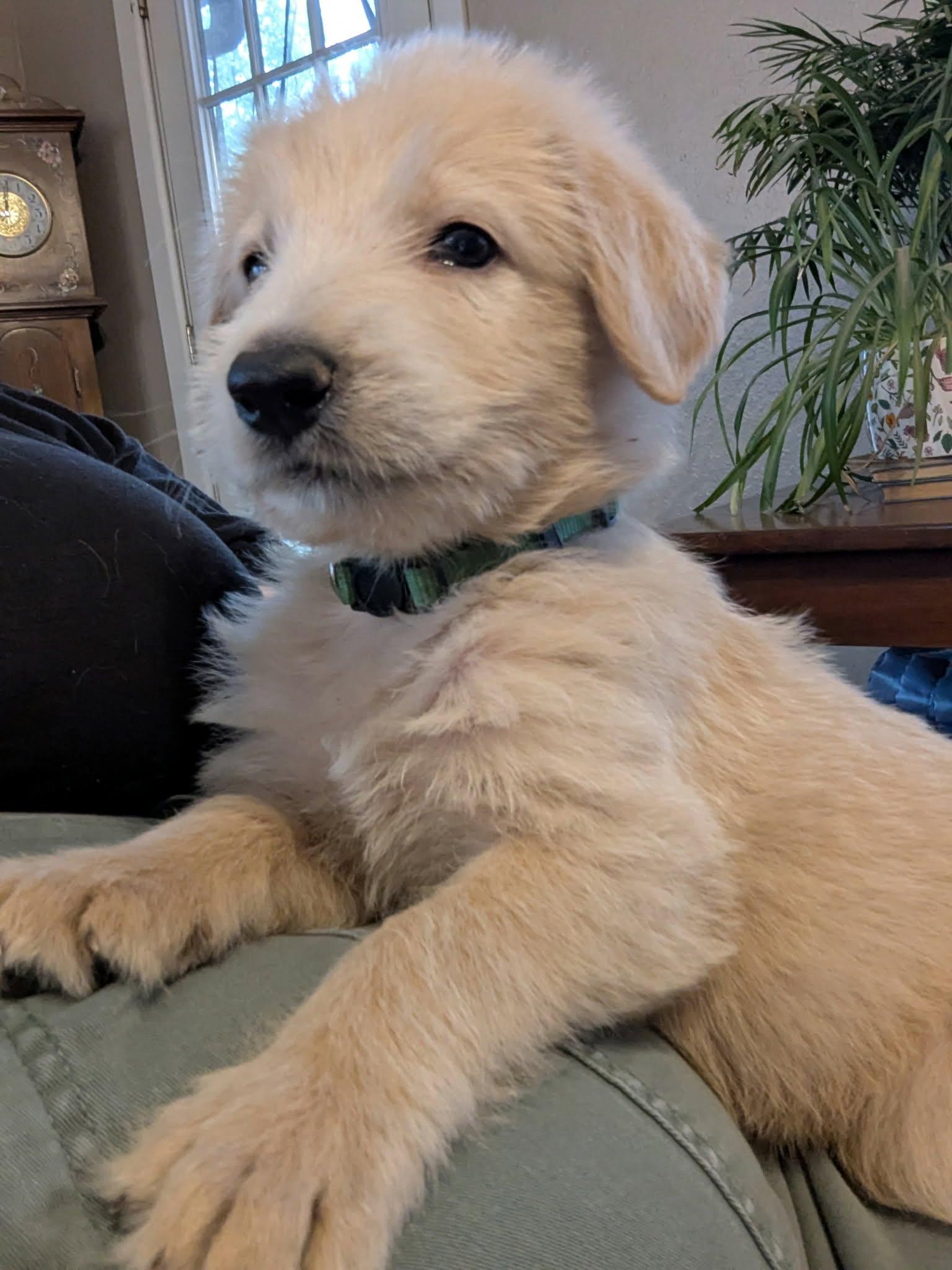 Enlarge Drift, a Adopted mixed breed in Tulsa, OK image 6/6