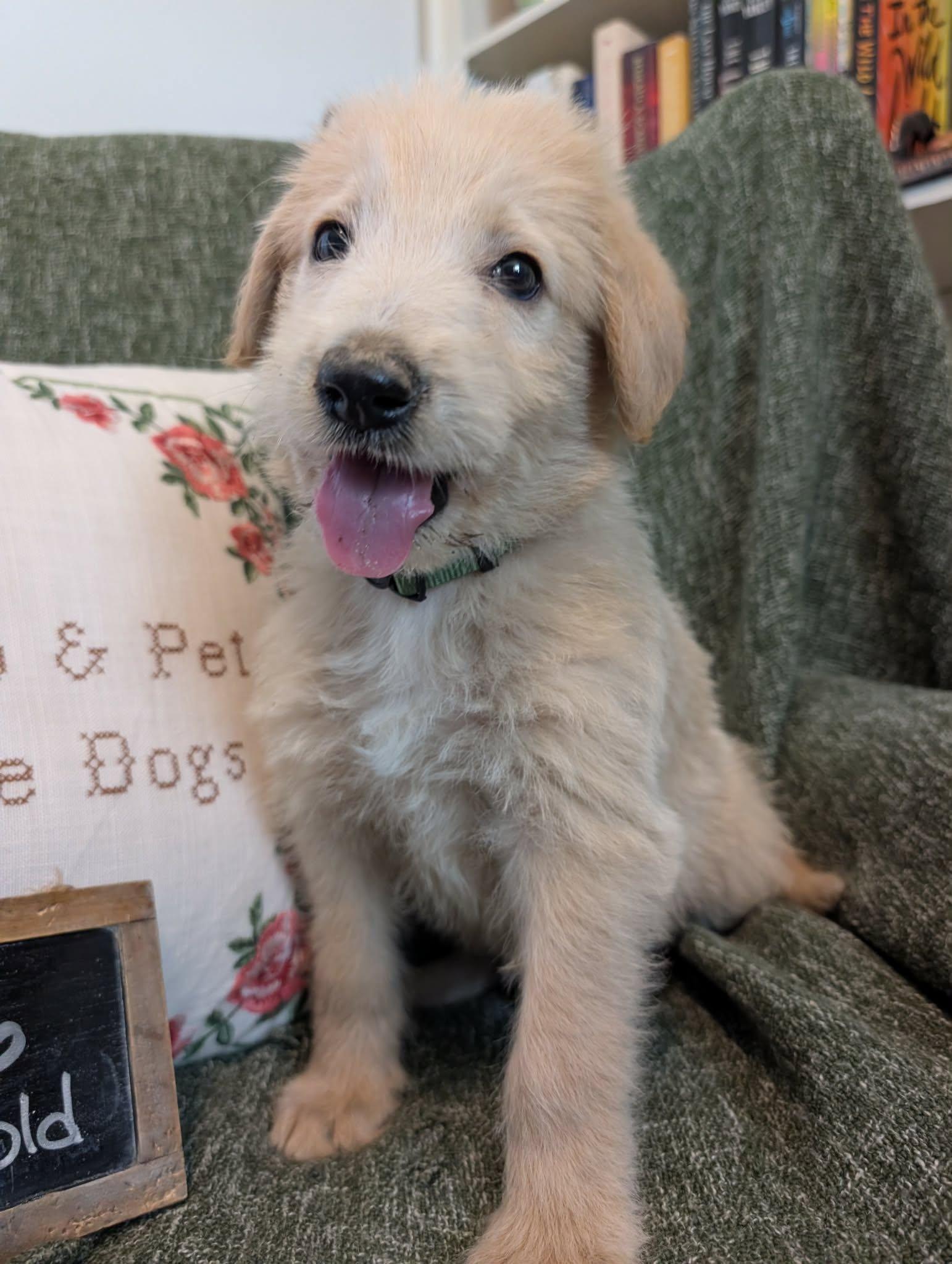 Enlarge Drift, a Adopted mixed breed in Tulsa, OK image 4/6