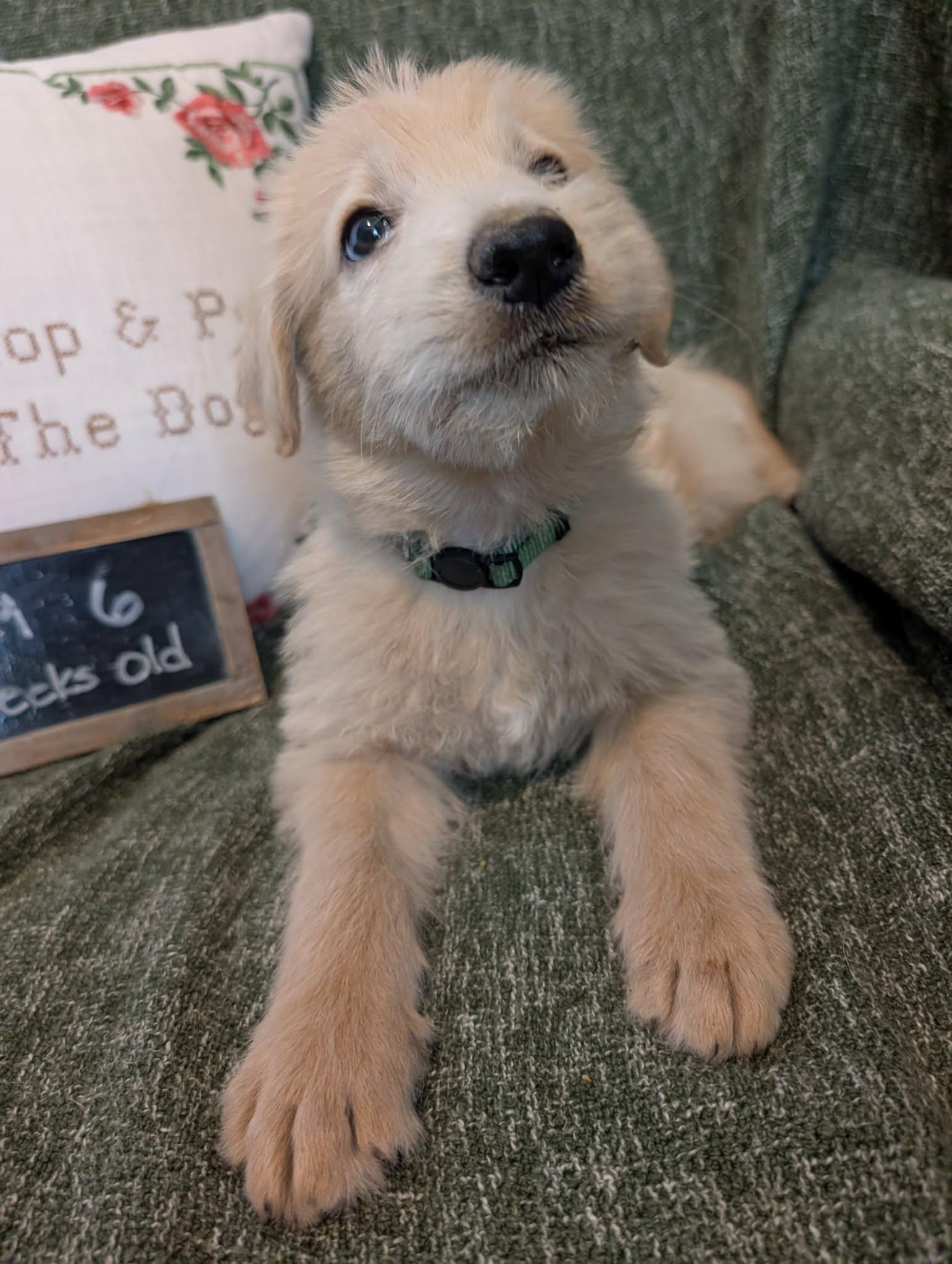 Enlarge Drift, a Adopted mixed breed in Tulsa, OK image 2/6