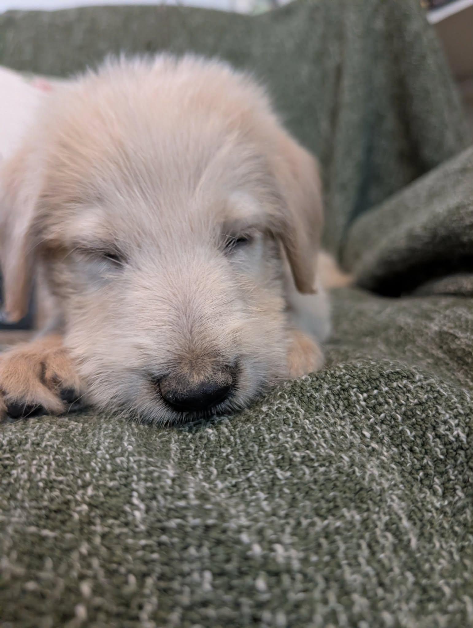 Enlarge Drift, a Adopted mixed breed in Tulsa, OK image 3/6