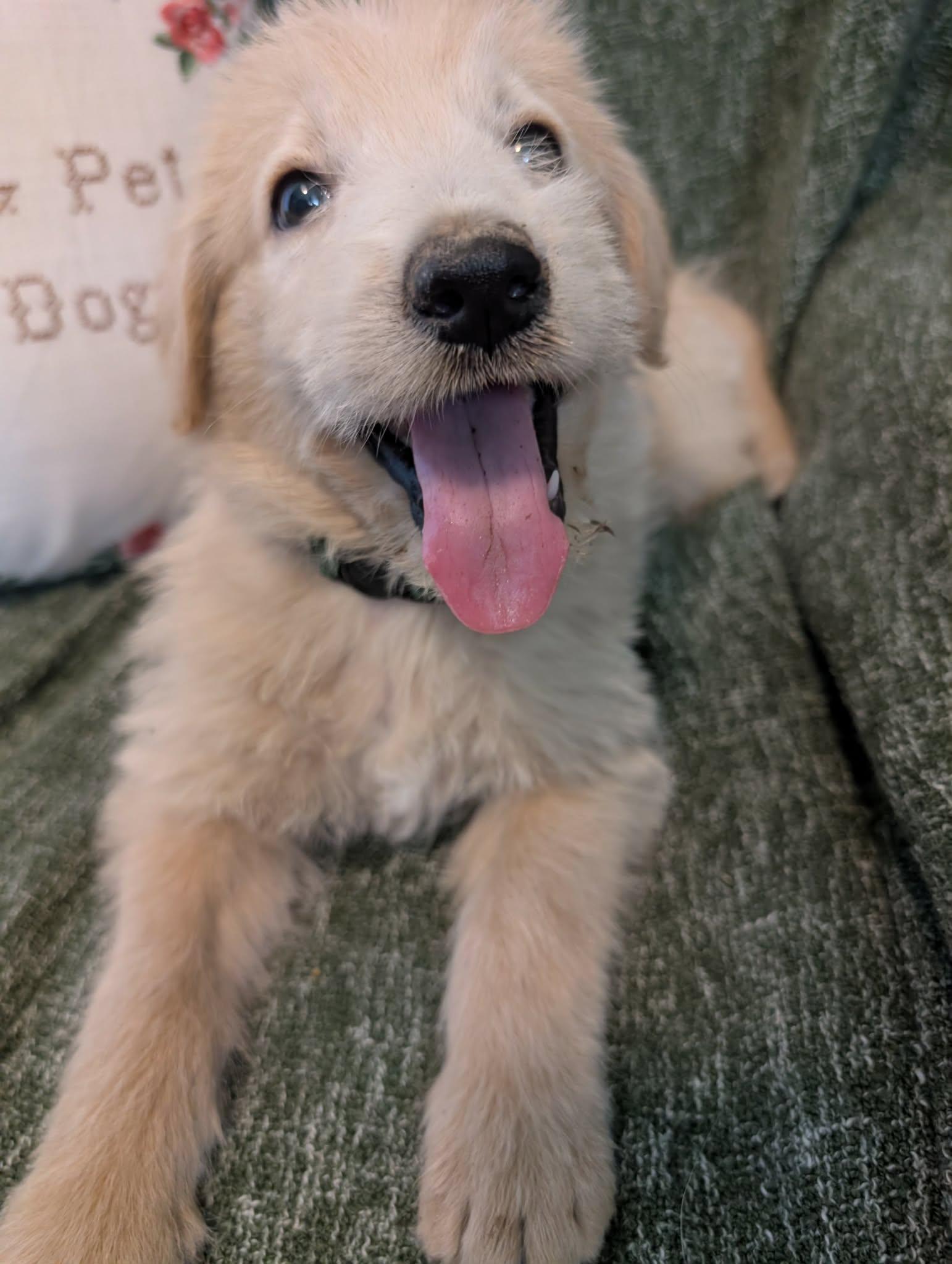 Enlarge Drift, a Adopted mixed breed in Tulsa, OK image 1/6