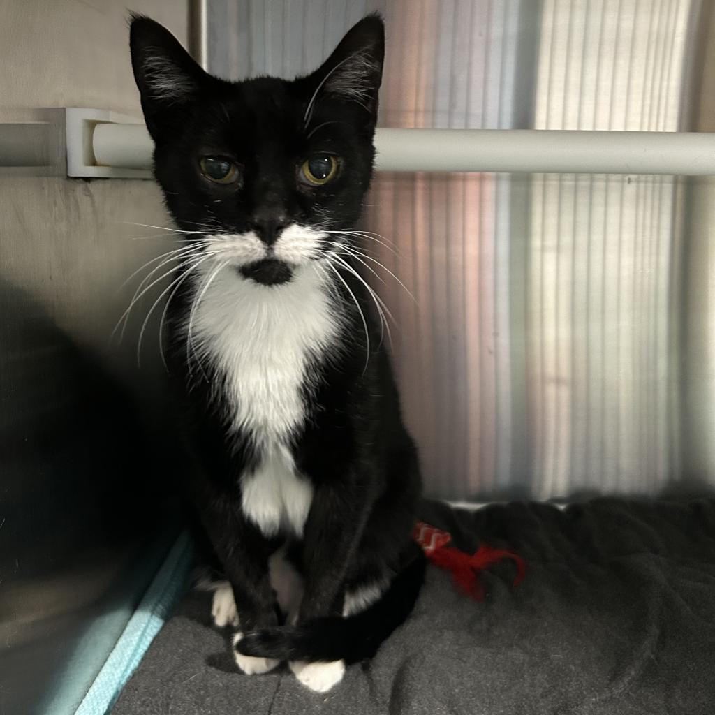 Enlarge Belgian, a Adoptable Domestic Short Hair in Oyster Bay, NY image 1/3