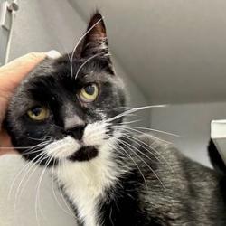 Enlarge Belgian, a Adoptable Domestic Short Hair in Oyster Bay, NY image 2/3