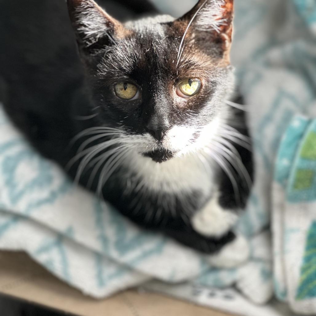 Enlarge Belgian, a Adoptable Domestic Short Hair in Oyster Bay, NY image 3/3