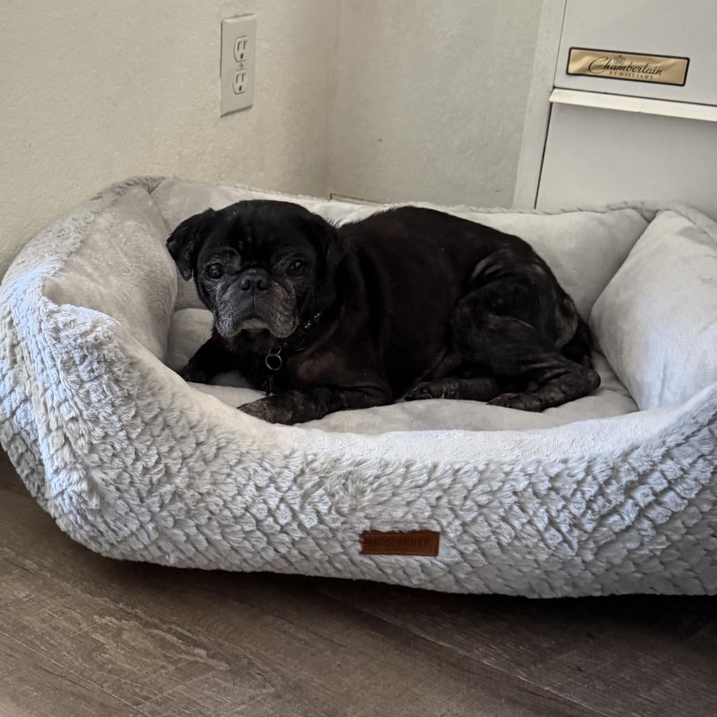 Douglas the Pug, Adoptable, Senior Male Pug.