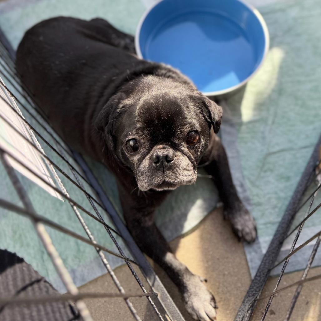 Douglas the Pug, a Adoptable Pug in Escondido, CA image 2/6