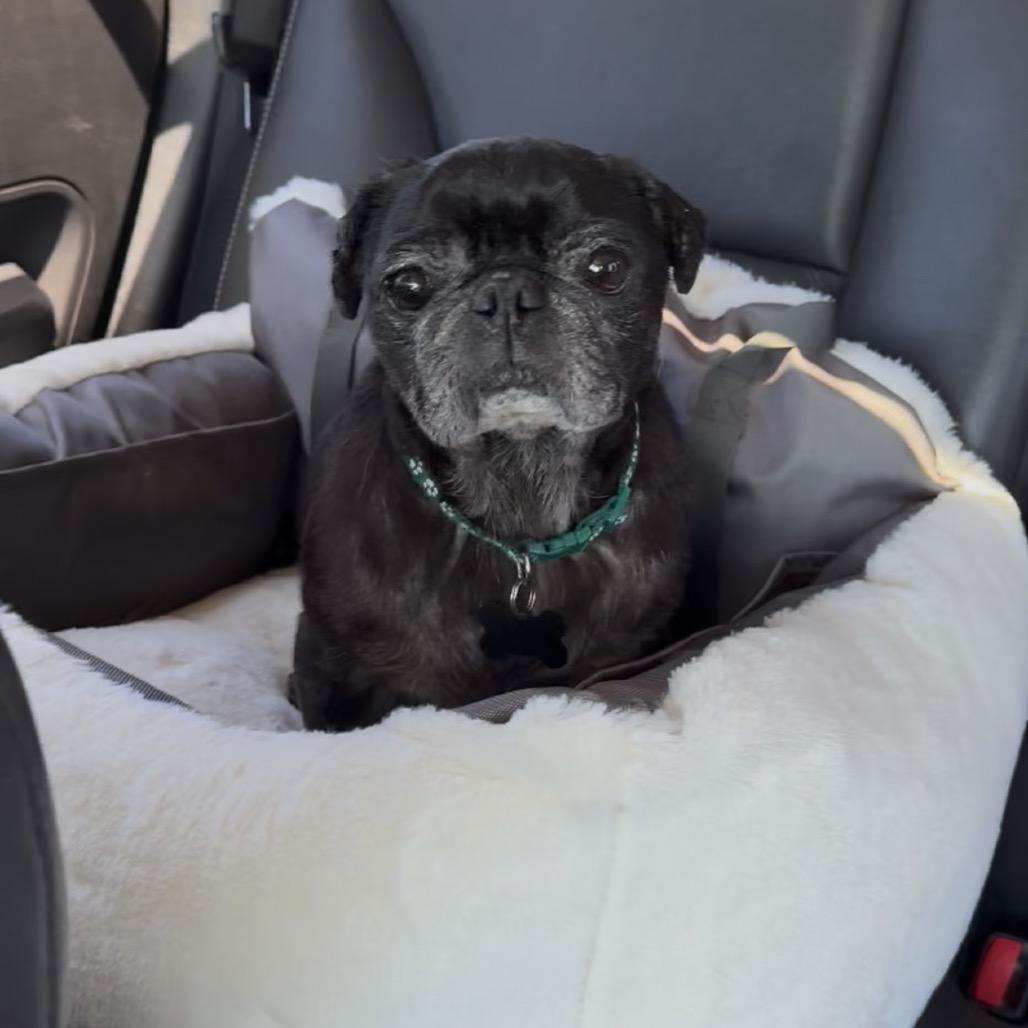 Douglas the Pug, a Adoptable Pug in Escondido, CA image 3/6