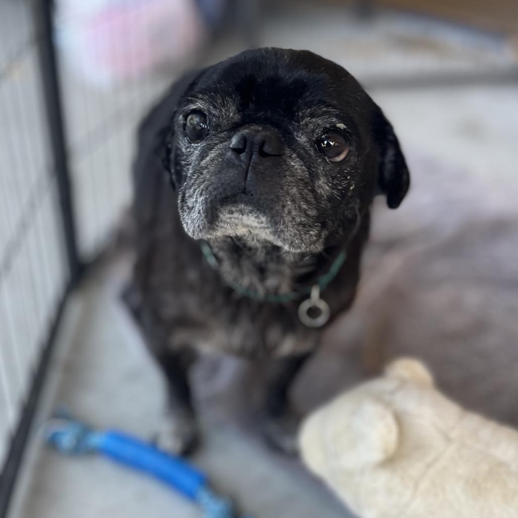 Douglas the Pug, a Adoptable Pug in Escondido, CA image 4/6