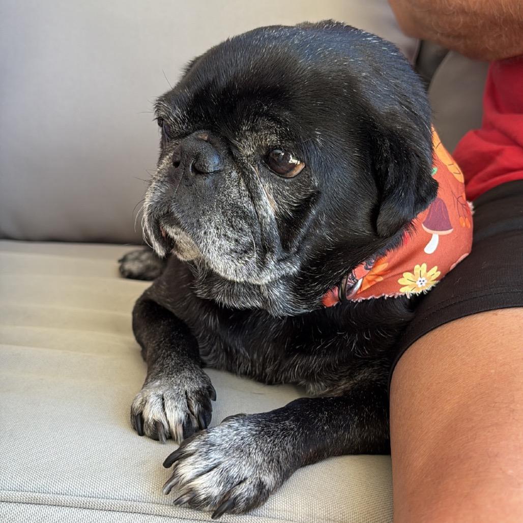 Douglas the Pug, a Adoptable Pug in Escondido, CA image 6/6